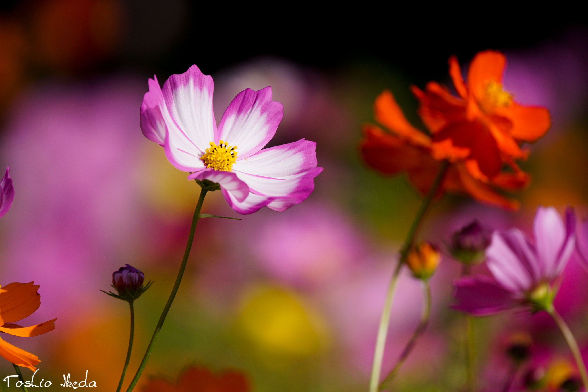 Sony 70-300mm F4.5-5.6 G SSM sample photo. Cosmos photography