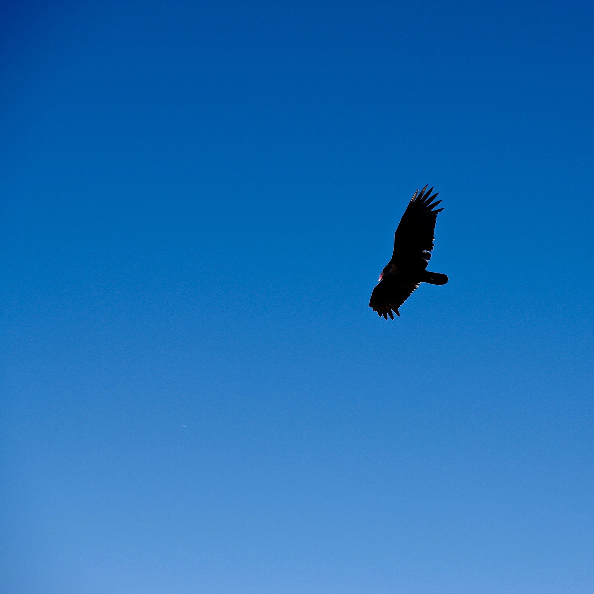 Pentax K-3 sample photo. Predator's flight photography