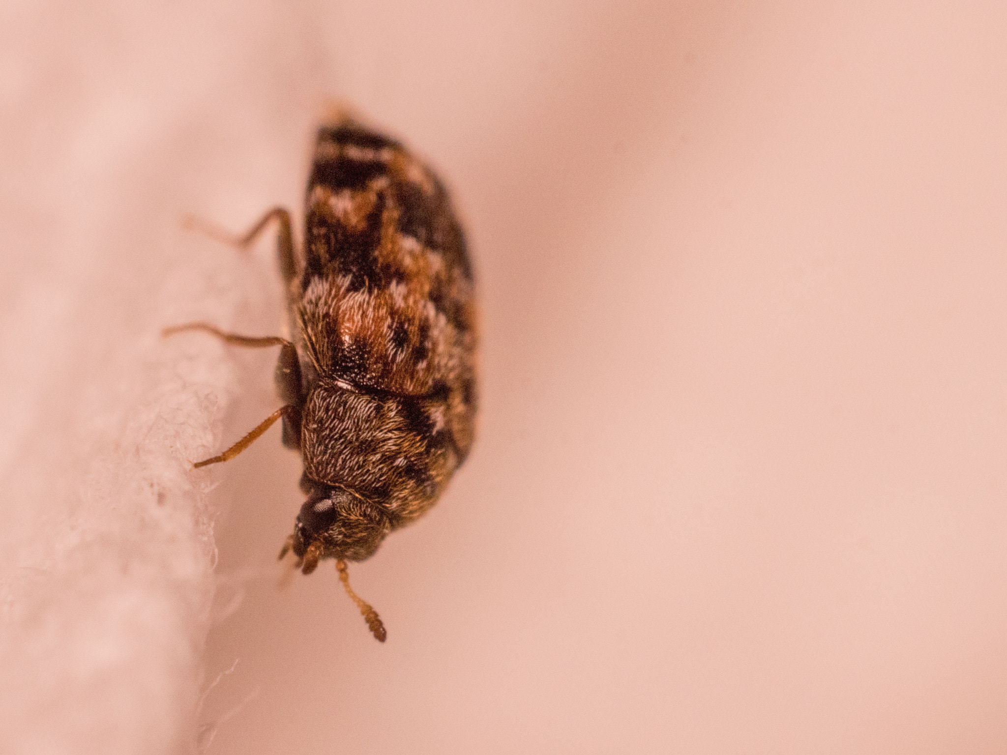 Olympus M.Zuiko Digital ED 60mm F2.8 Macro sample photo. Carpet beetle photography