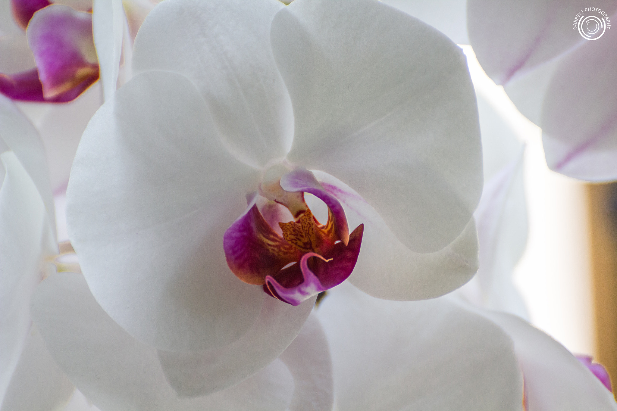 Tamron SP 35mm F1.8 Di VC USD sample photo. Orchid photography