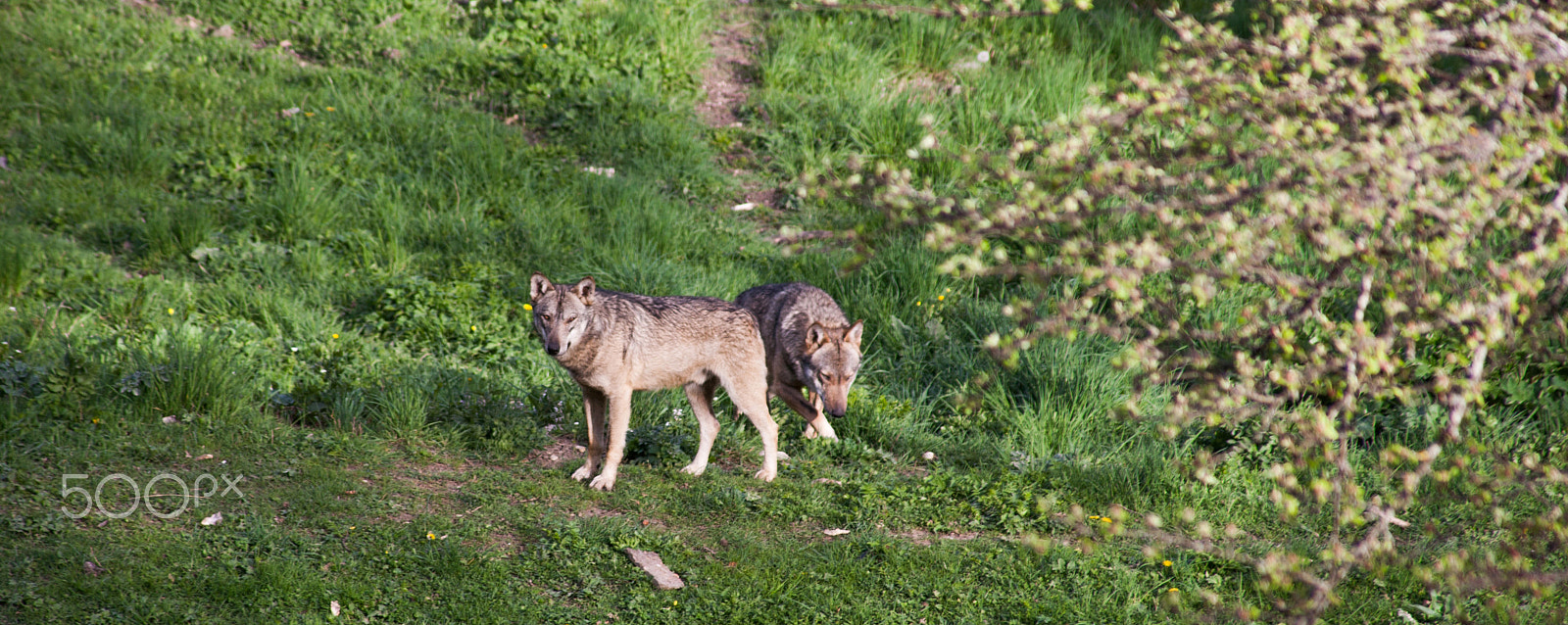 Canon EF 100-300mm F4.5-5.6 USM sample photo. Wolves photography