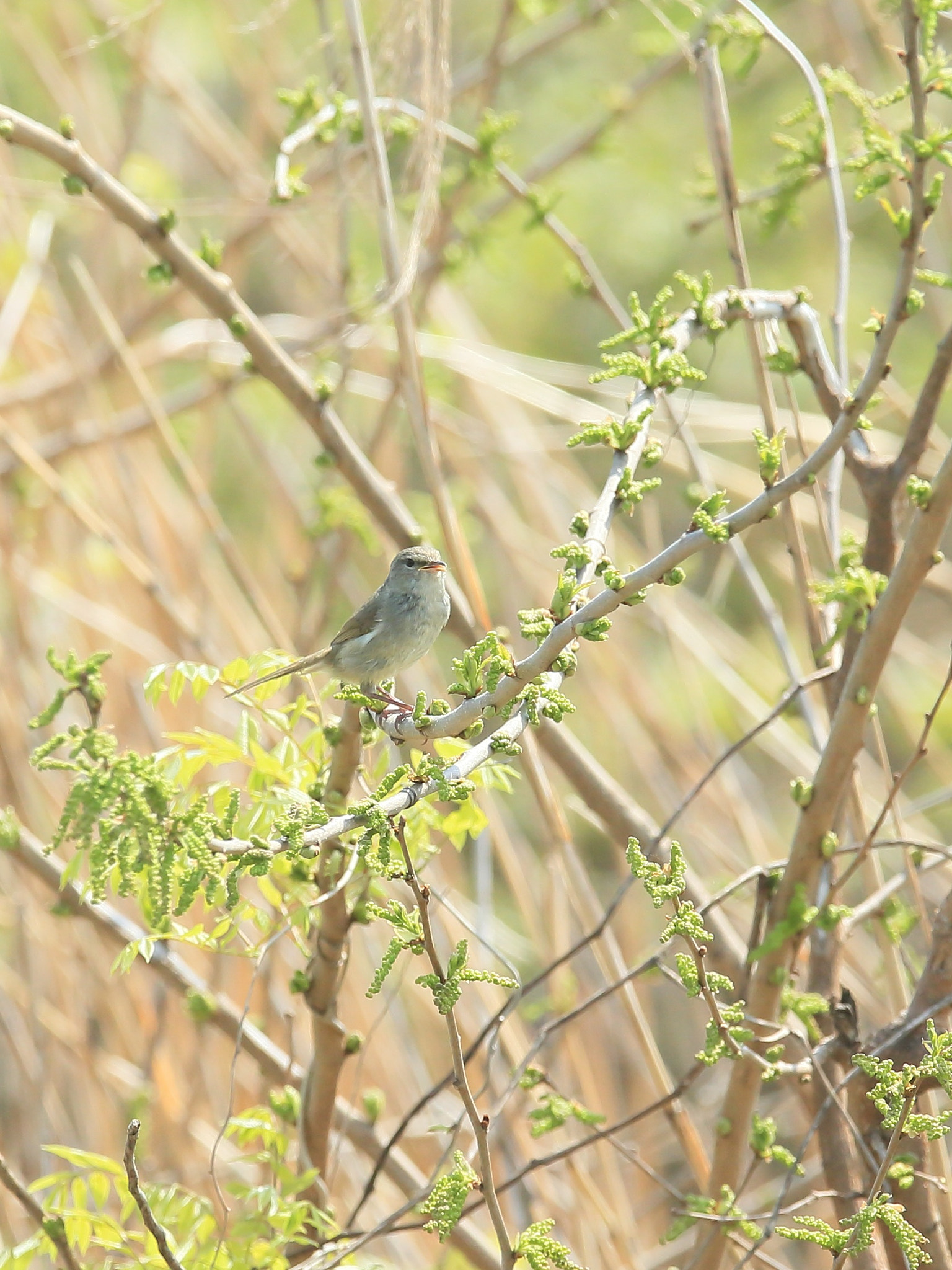 Canon EF 400mm F2.8L IS II USM sample photo. ウグイス   春の− photography