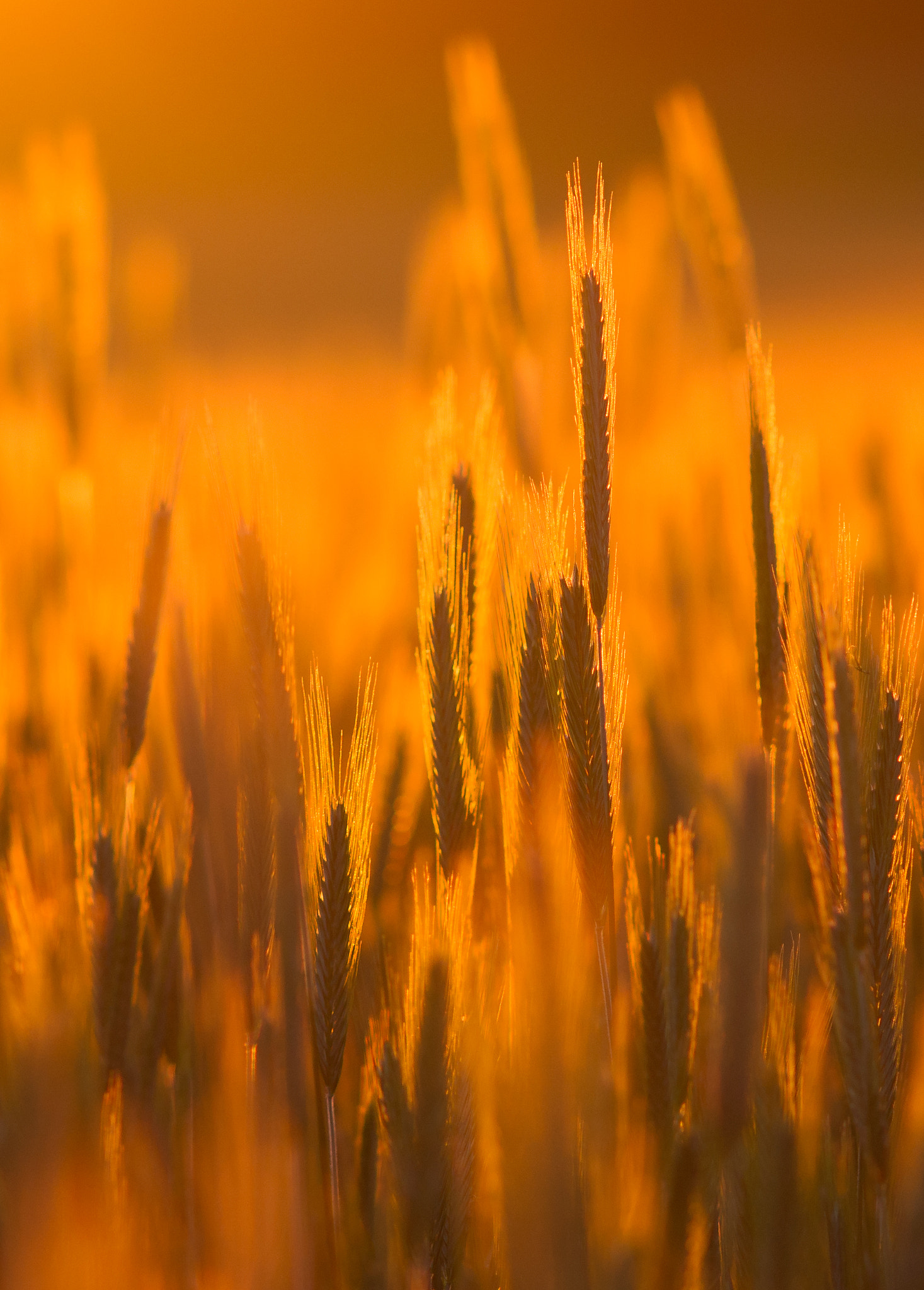Sony Sonnar T* 135mm F1.8 ZA sample photo. Bokeh photography