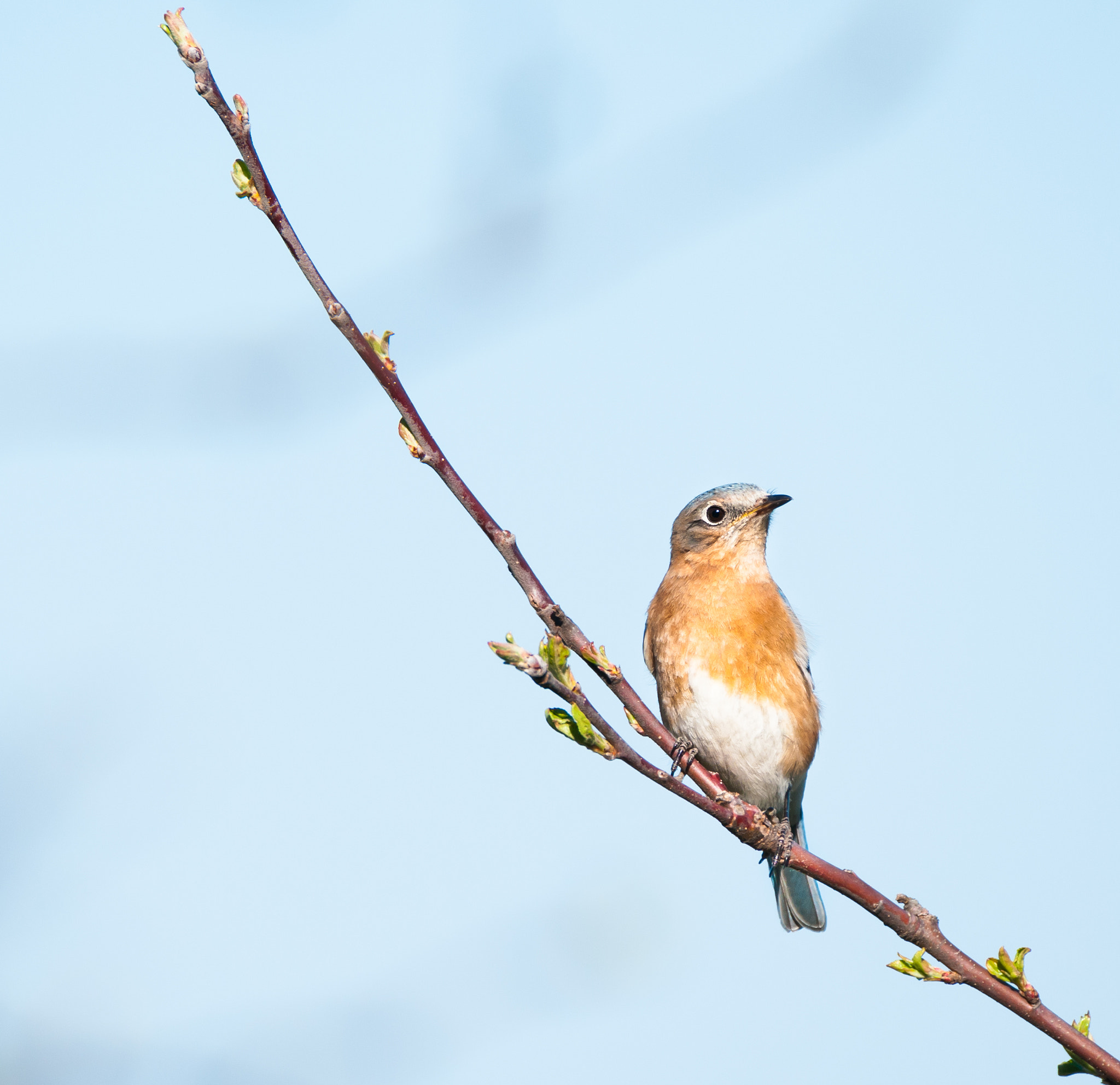 Sigma 150-600mm F5-6.3 DG OS HSM | C sample photo. Female eastern bluebird photography