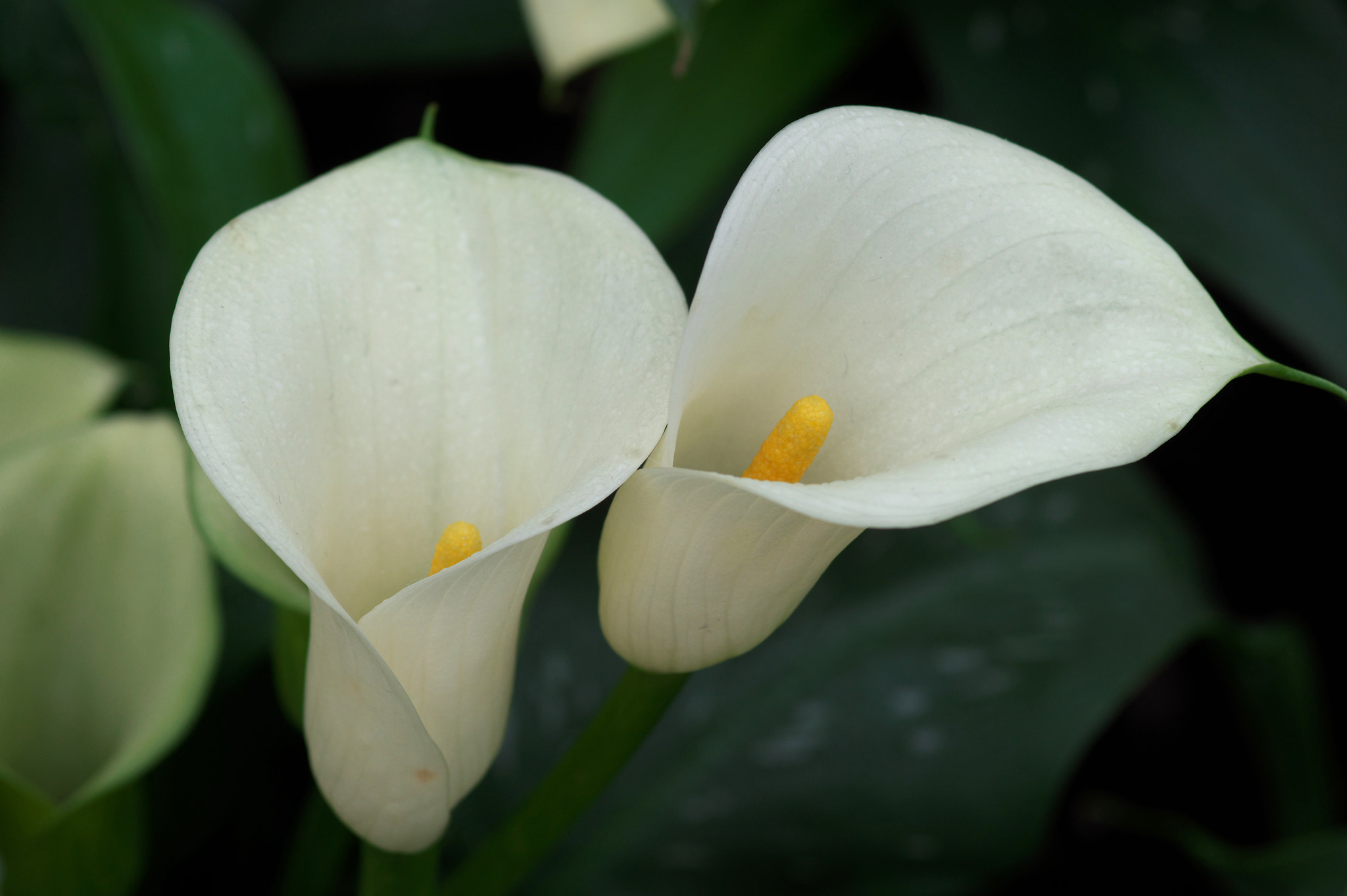 Pentax smc D-FA 100mm F2.8 Macro WR sample photo