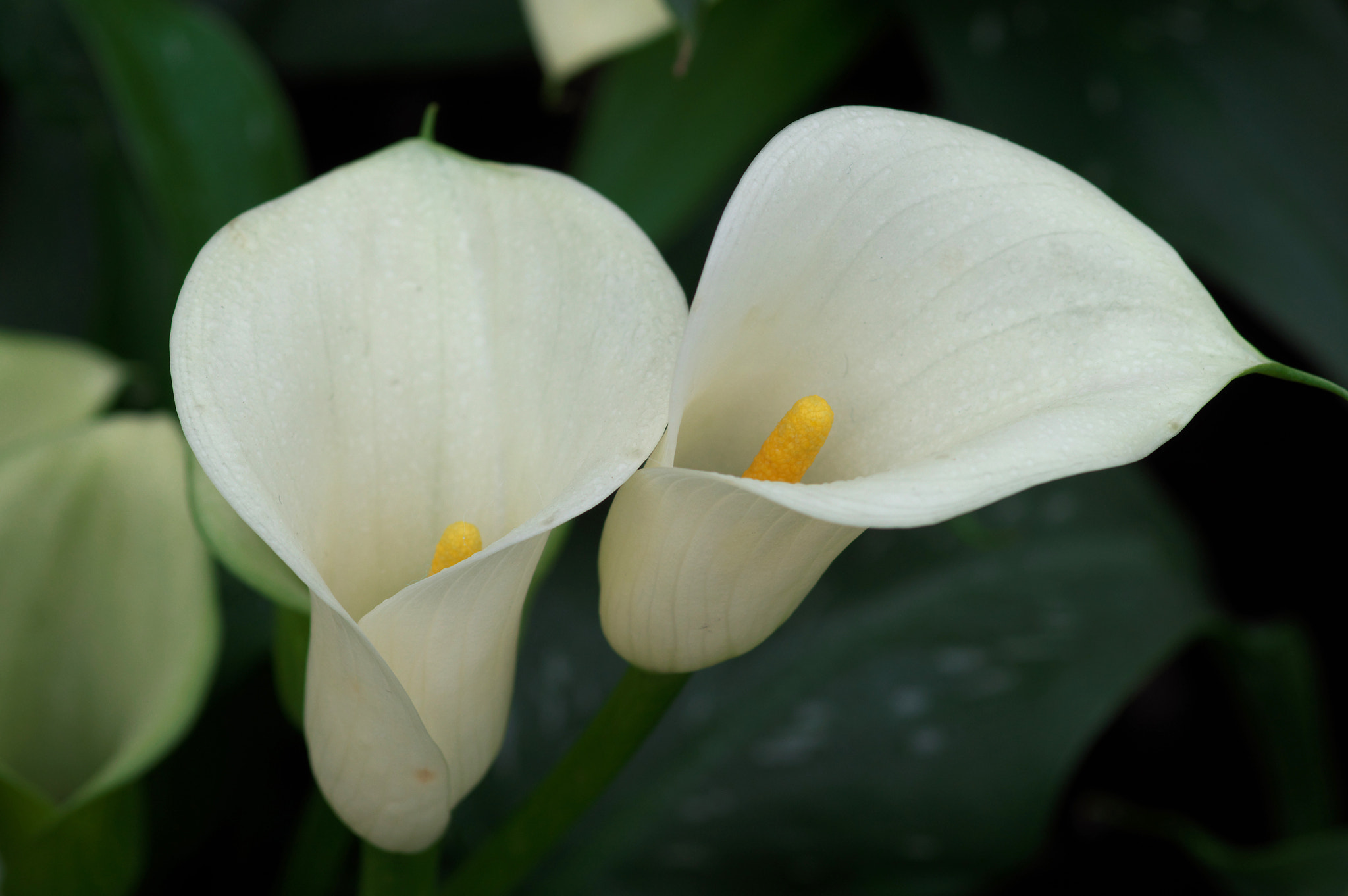 Pentax K-3 + Pentax smc D-FA 100mm F2.8 Macro WR sample photo