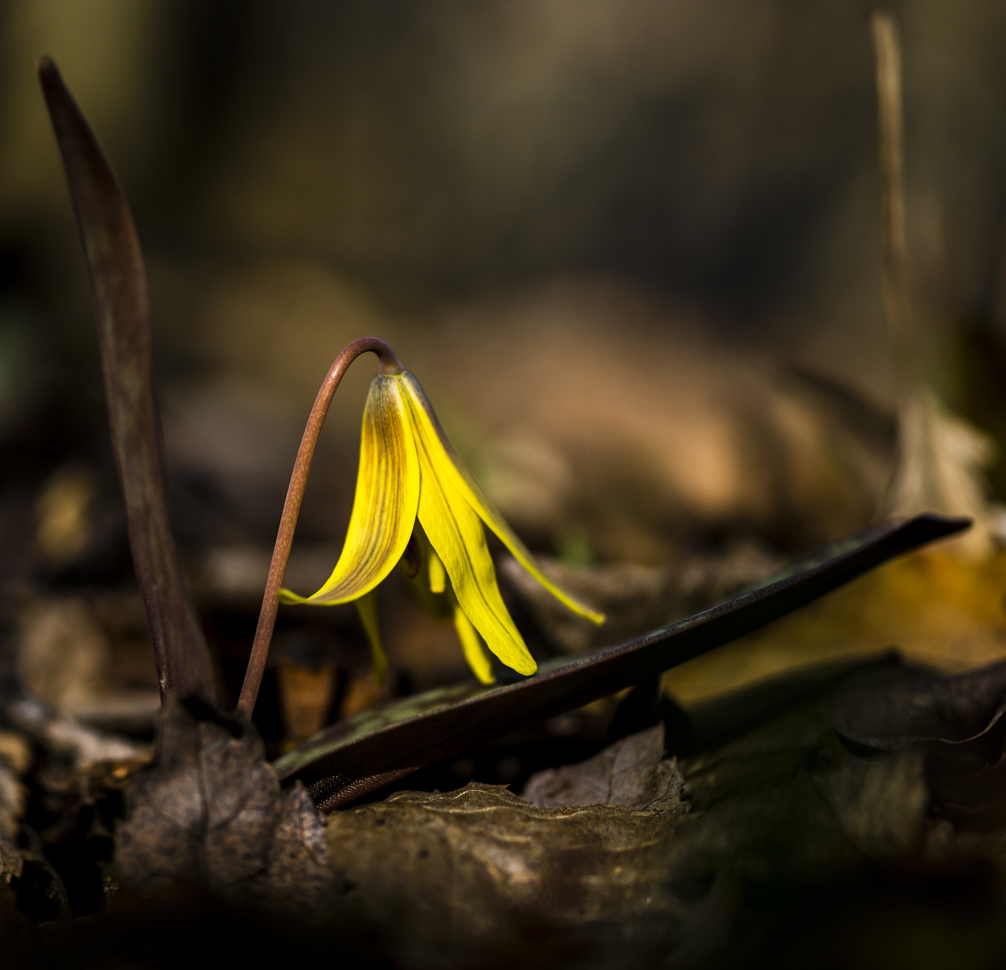 Sony 50mm F2.8 Macro sample photo. Trout lily photography
