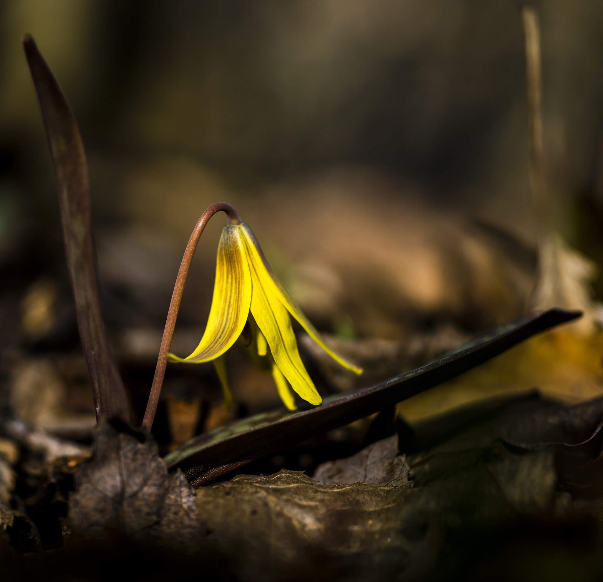 Sony a7R II + Sony 50mm F2.8 Macro sample photo. Trout lily photography