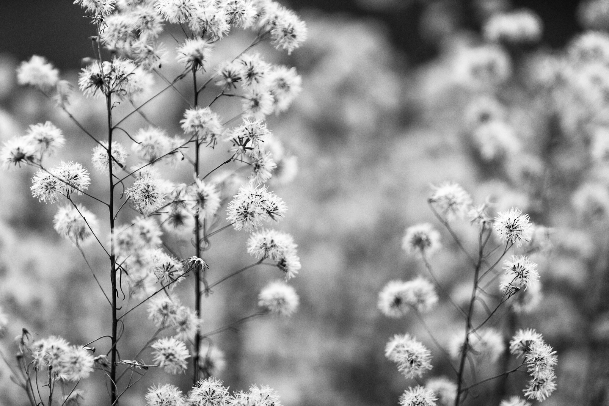 Sigma 85mm F1.4 EX DG HSM sample photo. Spent flowers from blanco river photography
