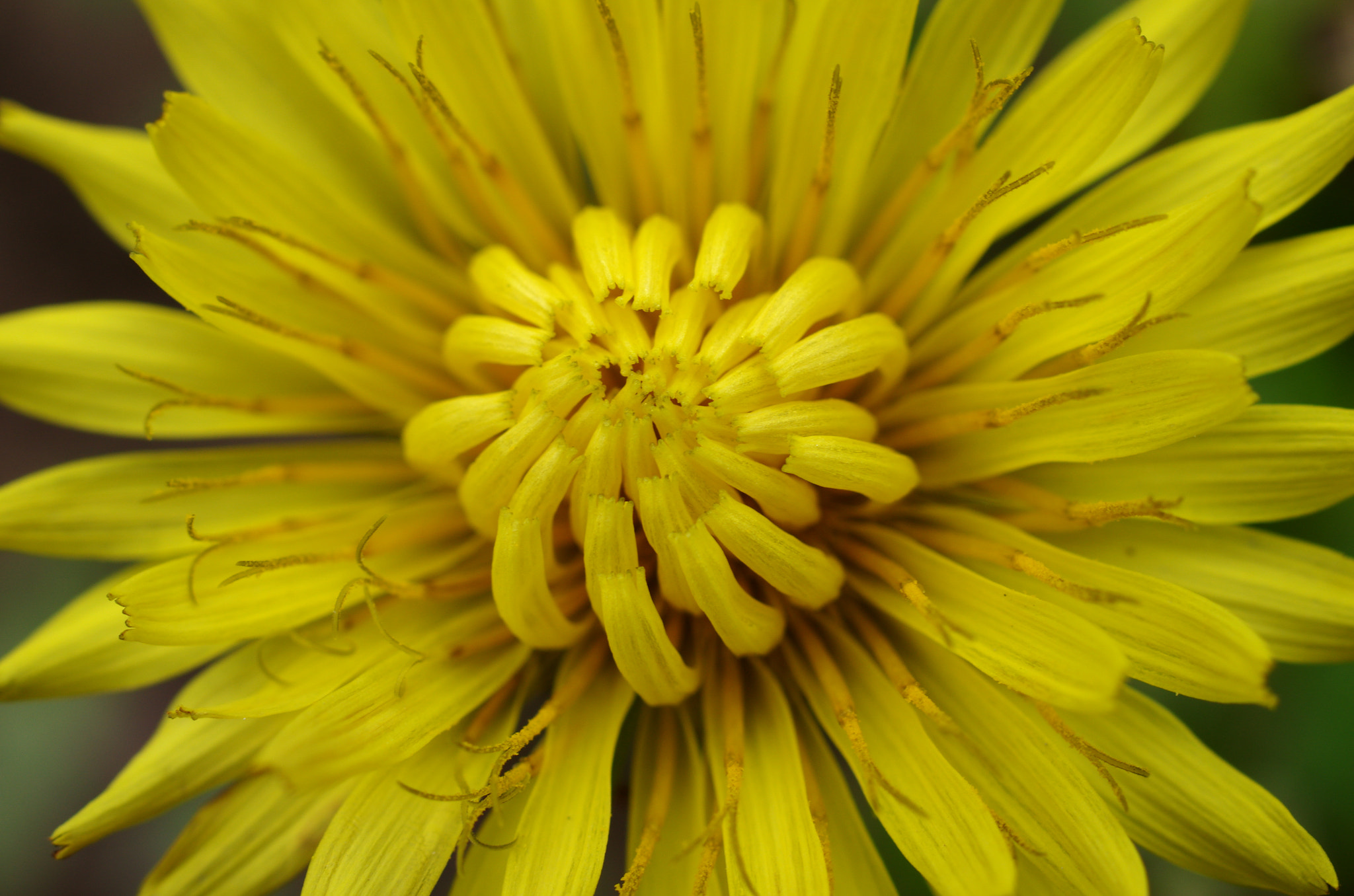 Pentax K-5 + HD Pentax DA 35mm F2.8 Macro Limited sample photo. Flower photography