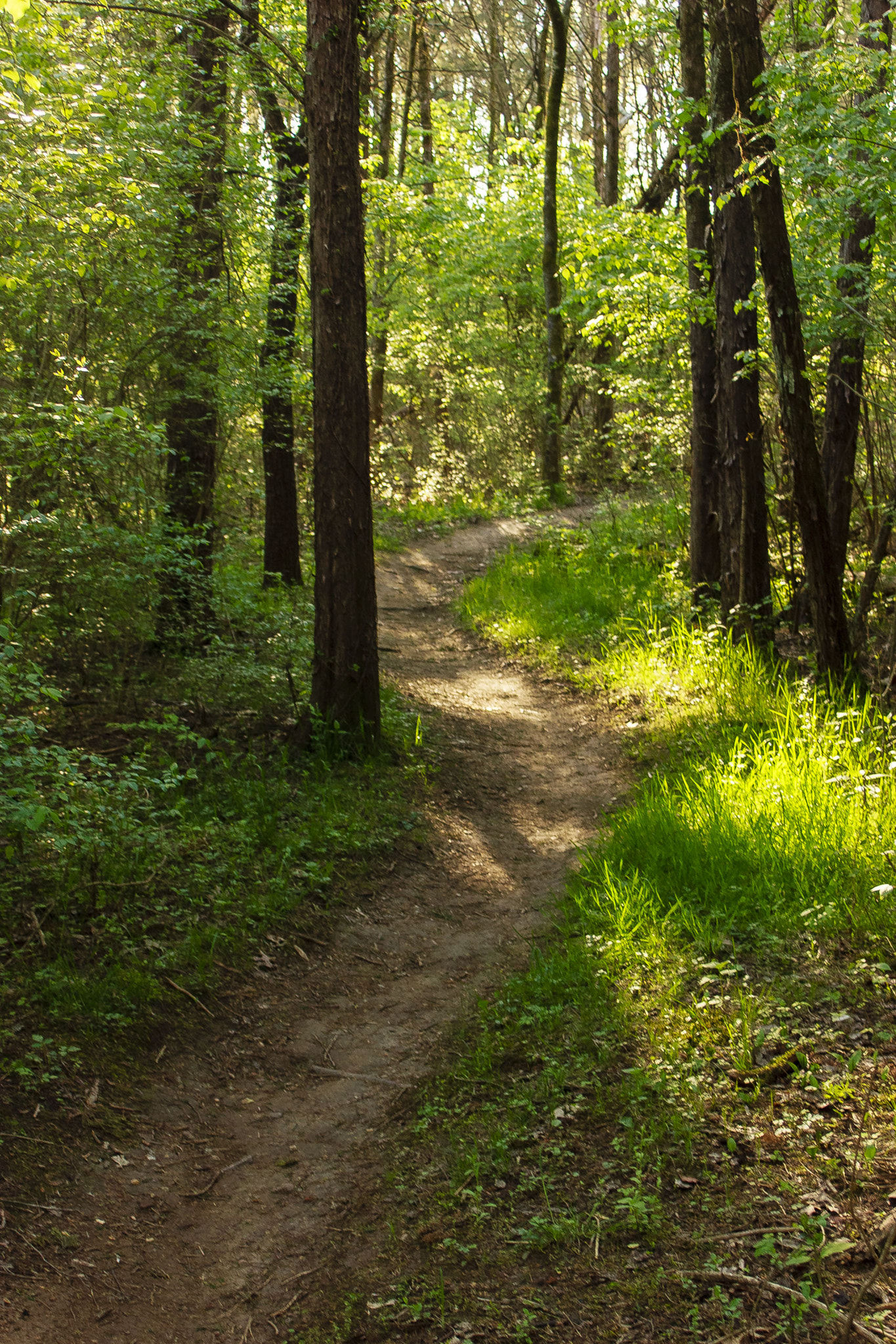 Canon EF 35-80mm f/4-5.6 sample photo. Down the beaten path photography
