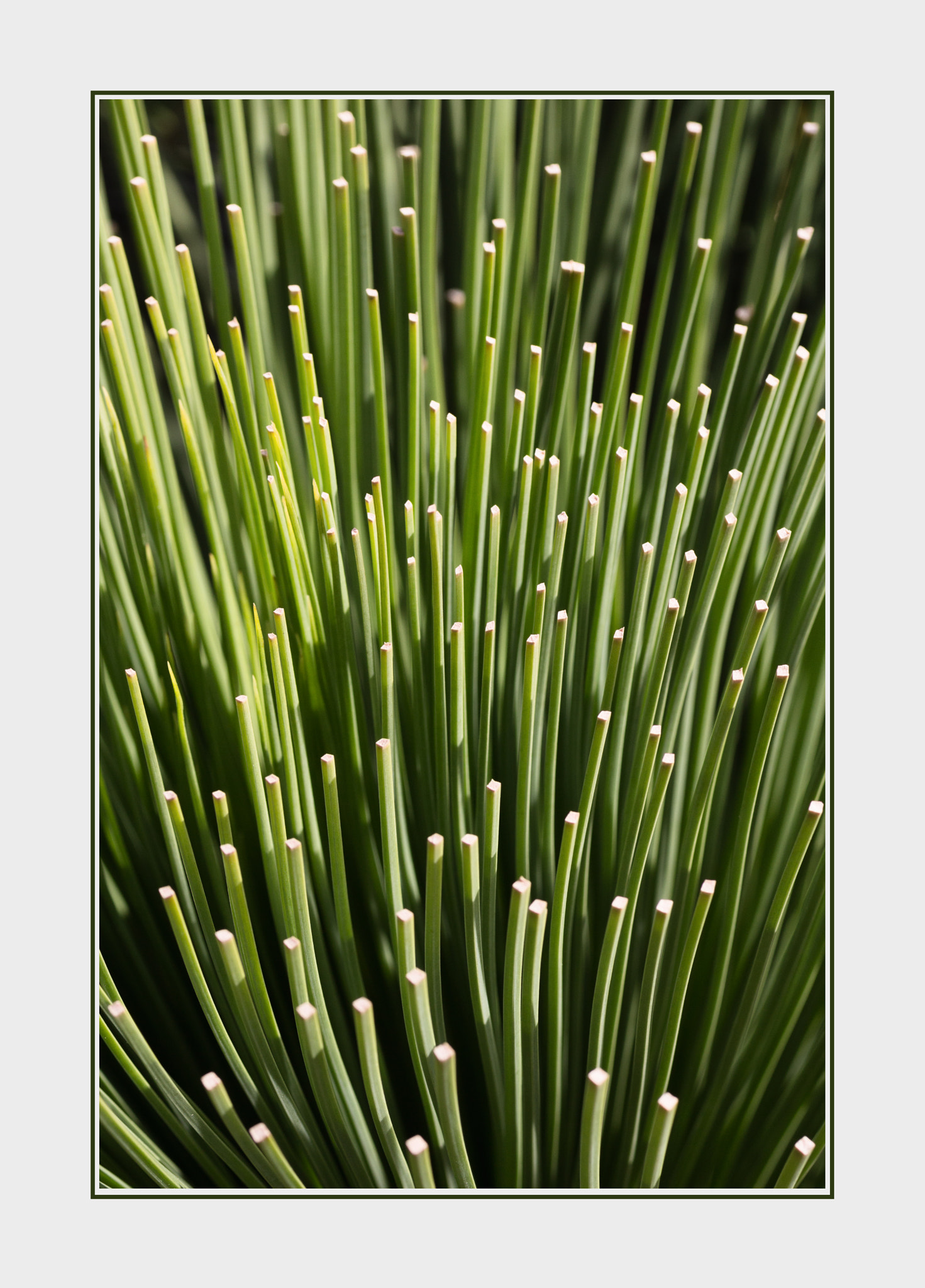 Canon EOS 650D (EOS Rebel T4i / EOS Kiss X6i) + Tamron SP AF 90mm F2.8 Di Macro sample photo. Grass tree blades photography