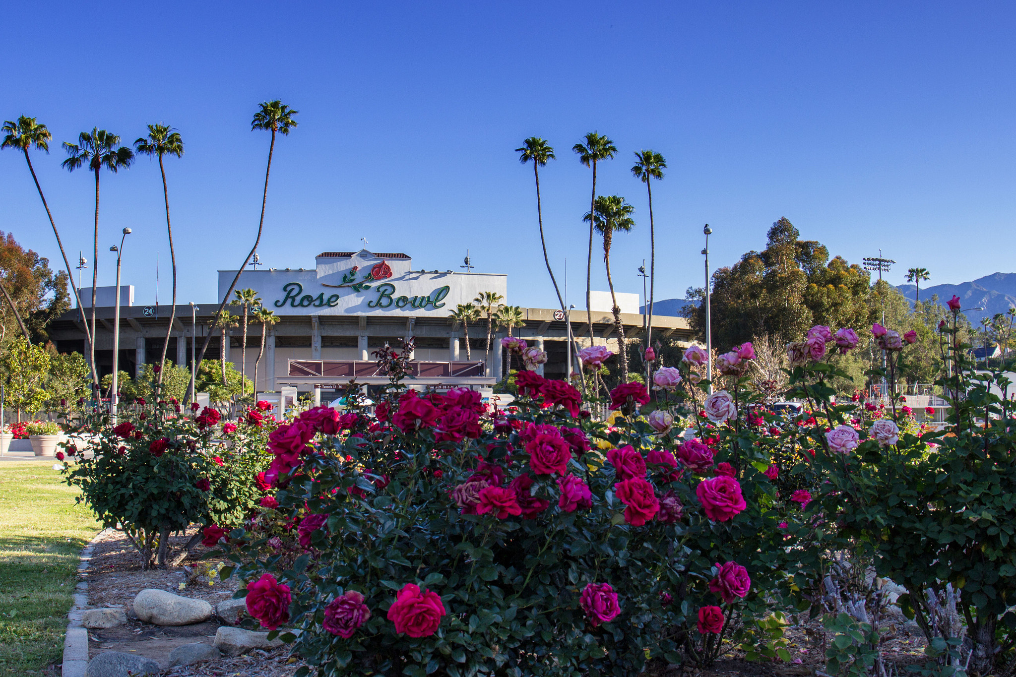 Canon EF 24-105mm F3.5-5.6 IS STM sample photo. Rosebowl1 photography
