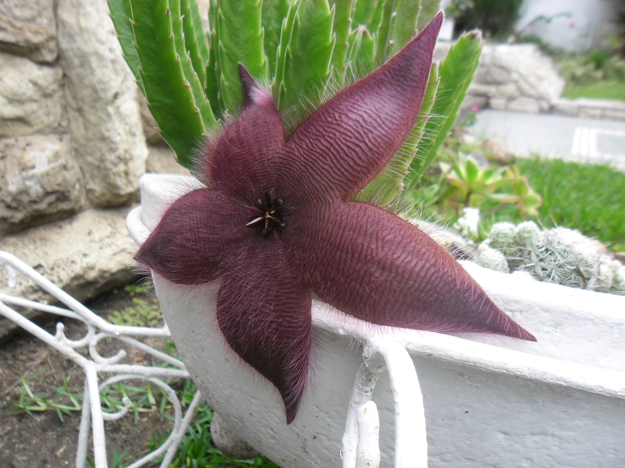 Samsung ES80/ ES81 sample photo. Cactus flower photography