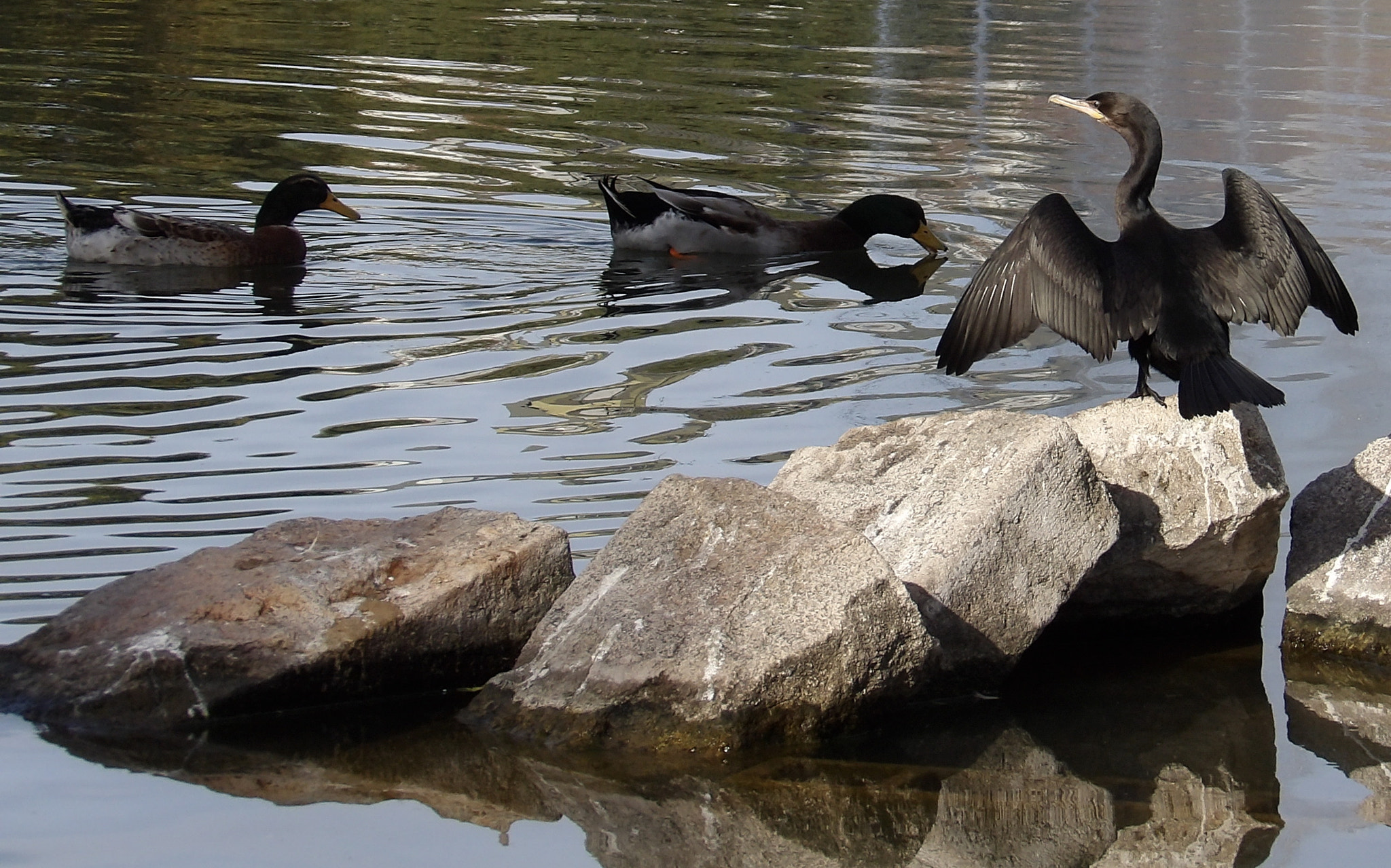 Kodak PIXPRO AZ521 sample photo. Bird photography