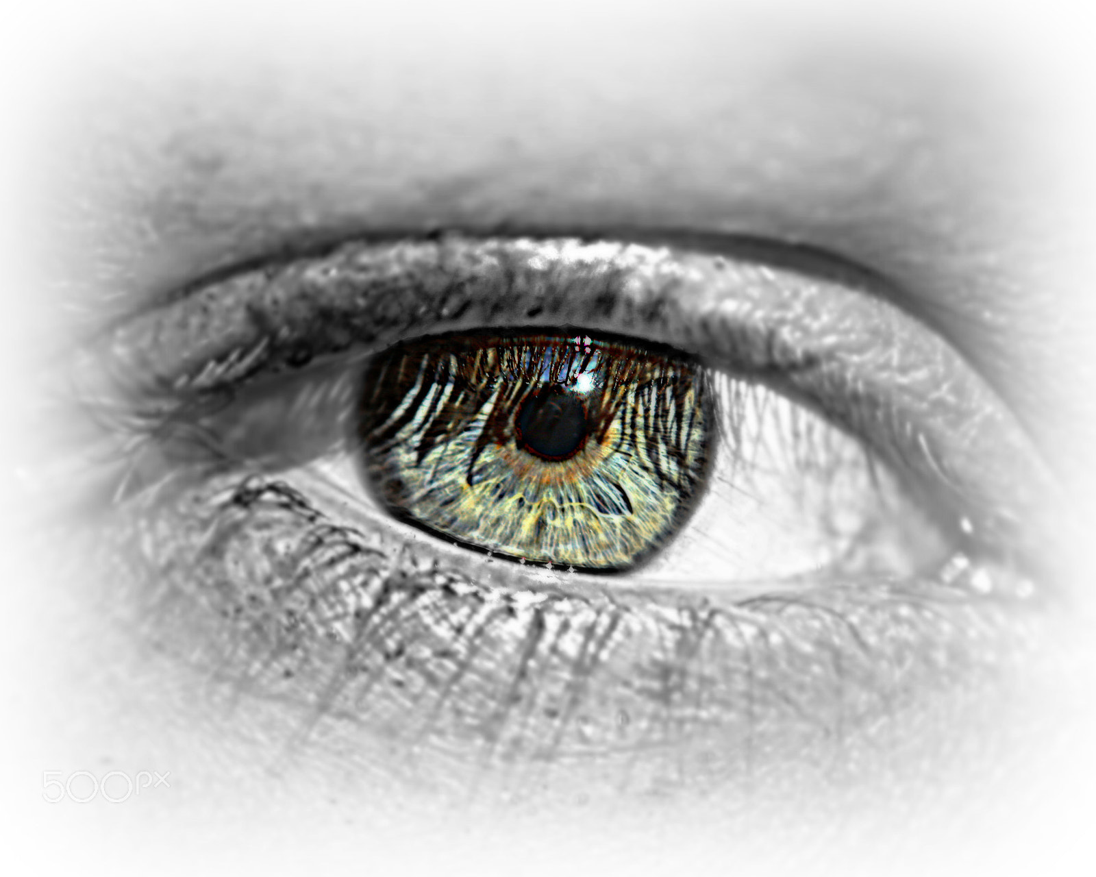 Tamron SP AF 180mm F3.5 Di LD (IF) Macro sample photo. Window to the soul photography