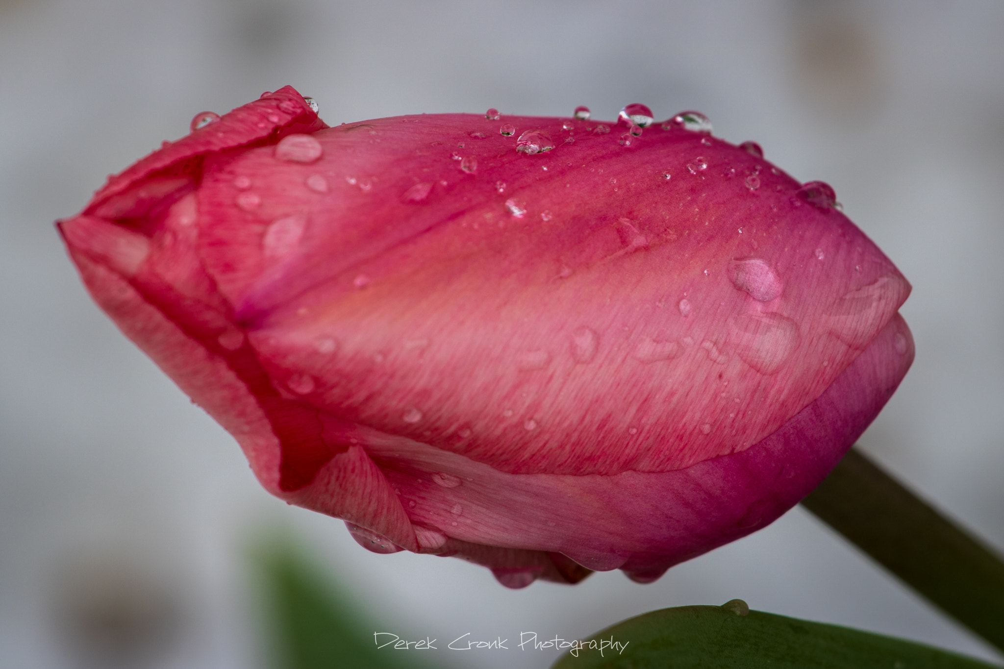 Canon EOS 750D (EOS Rebel T6i / EOS Kiss X8i) + Canon EF 70-200mm F4L USM sample photo. Tulip shakes off the snow photography