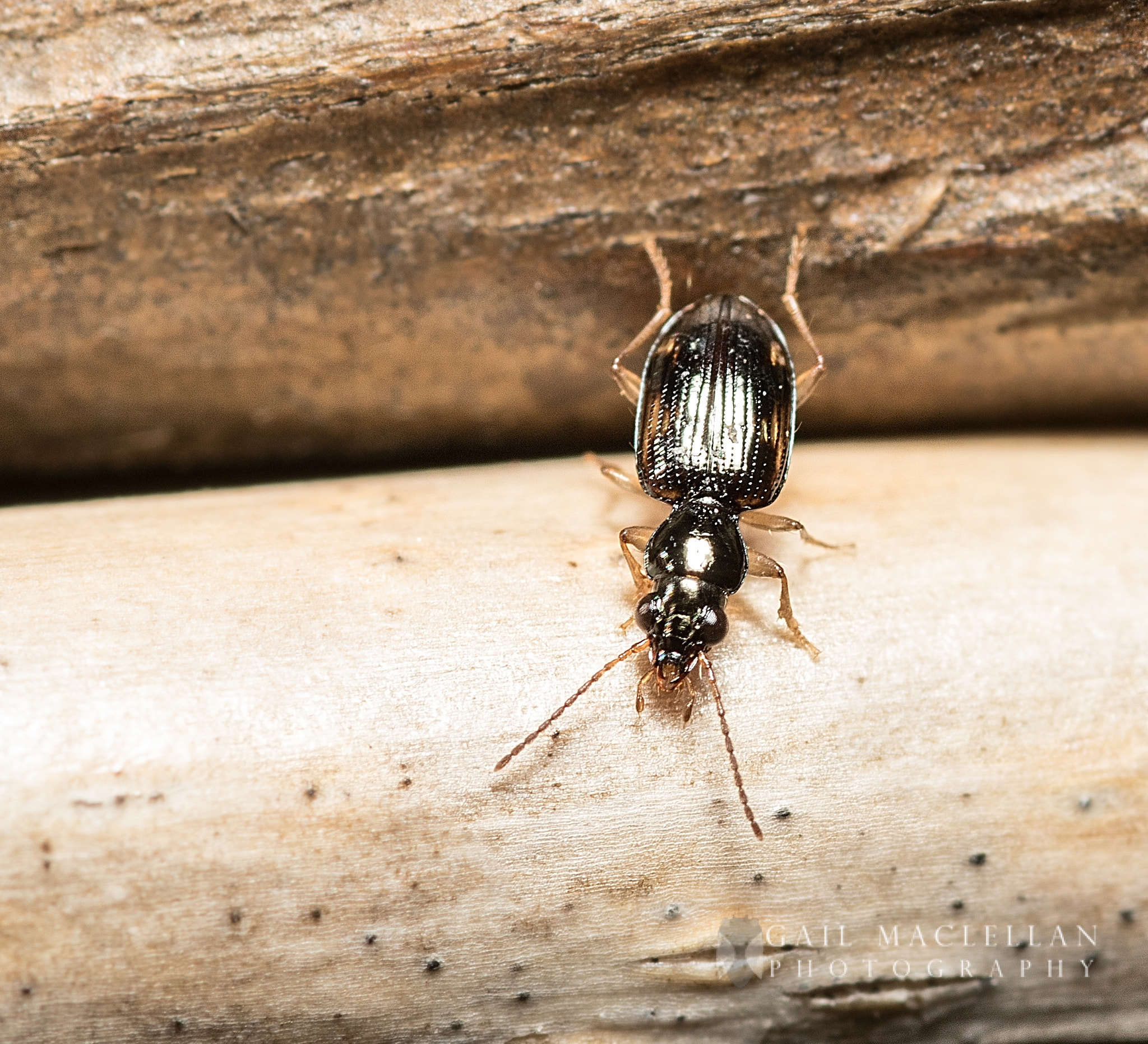Sigma 105mm F2.8 EX DG Macro sample photo. Beetle photography