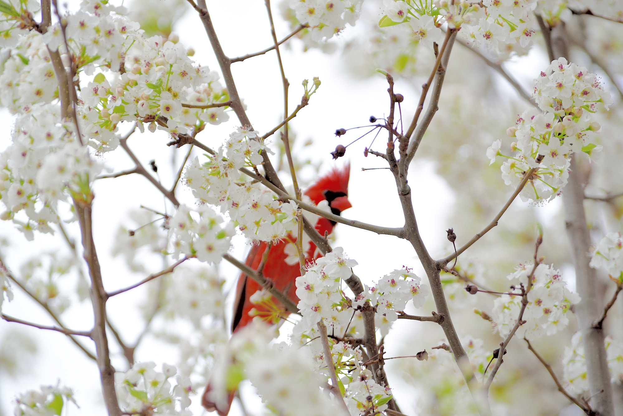 Nikon AF-S Nikkor 300mm F2.8G ED VR II sample photo. Cardinal playing in blossoms photography