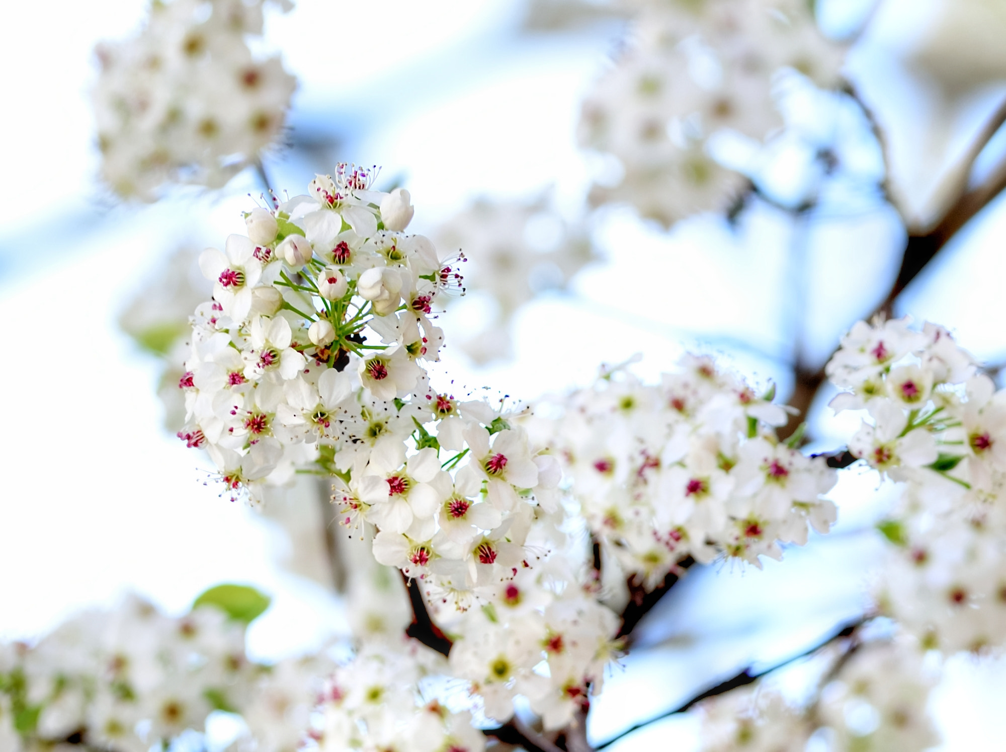 Nikon AF-S Nikkor 300mm F2.8G ED VR II sample photo. Spring blossoms 6 photography