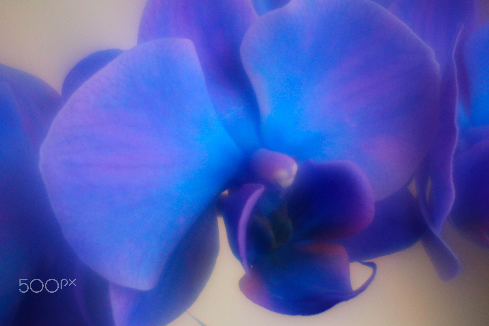 Canon EF-S 55-250mm F4-5.6 IS sample photo. Flowers photography