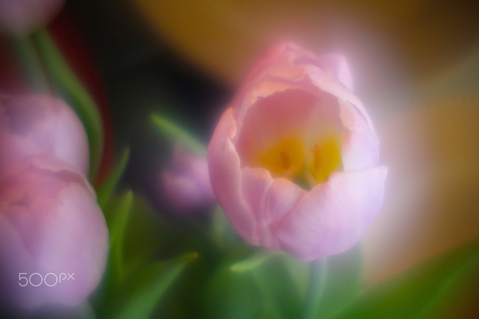 Canon EF-S 55-250mm F4-5.6 IS sample photo. Flowers photography