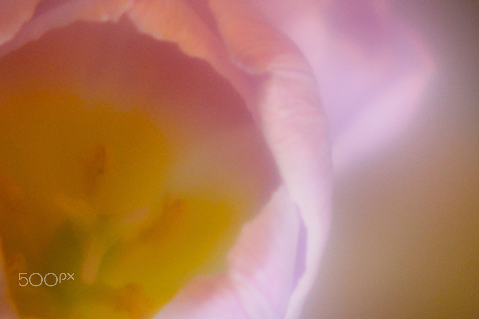 Canon EF-S 55-250mm F4-5.6 IS sample photo. Flowers photography
