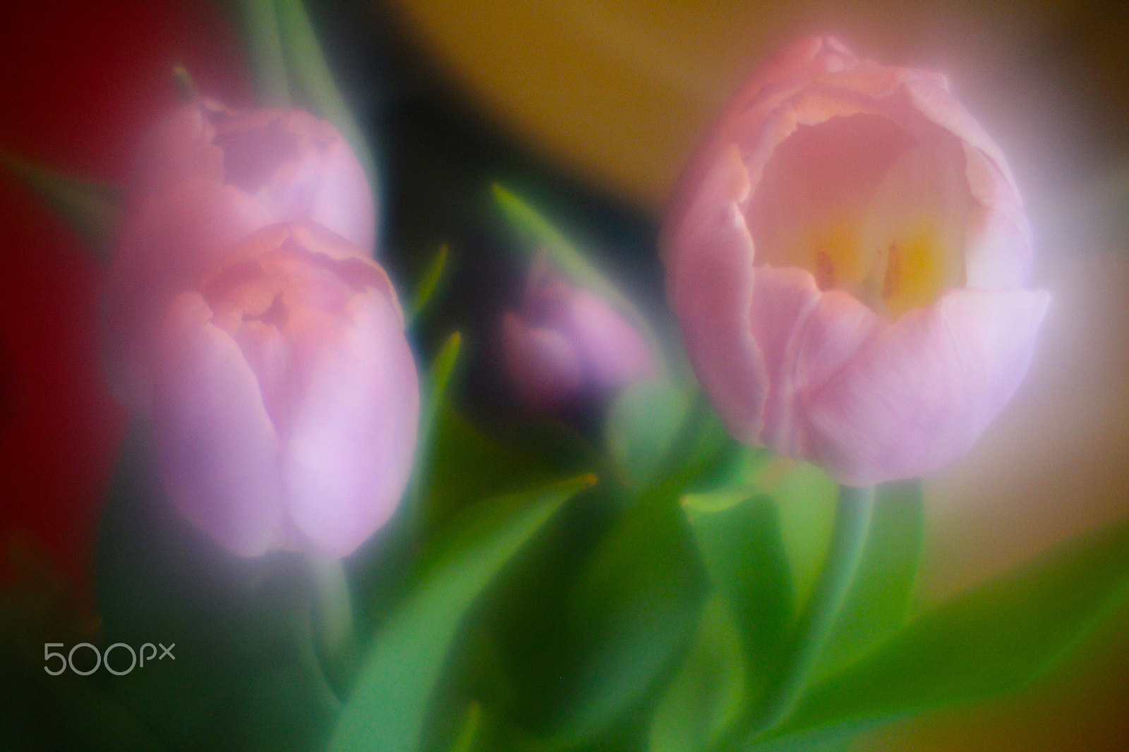 Canon EF-S 55-250mm F4-5.6 IS sample photo. Flowers photography