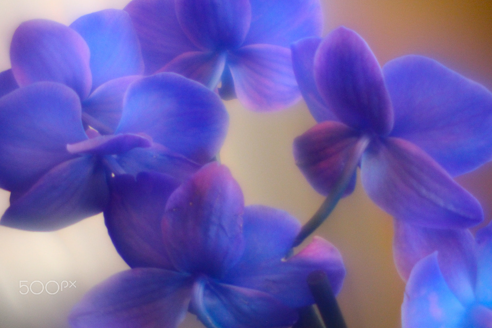 Canon EF-S 55-250mm F4-5.6 IS sample photo. Flowers photography