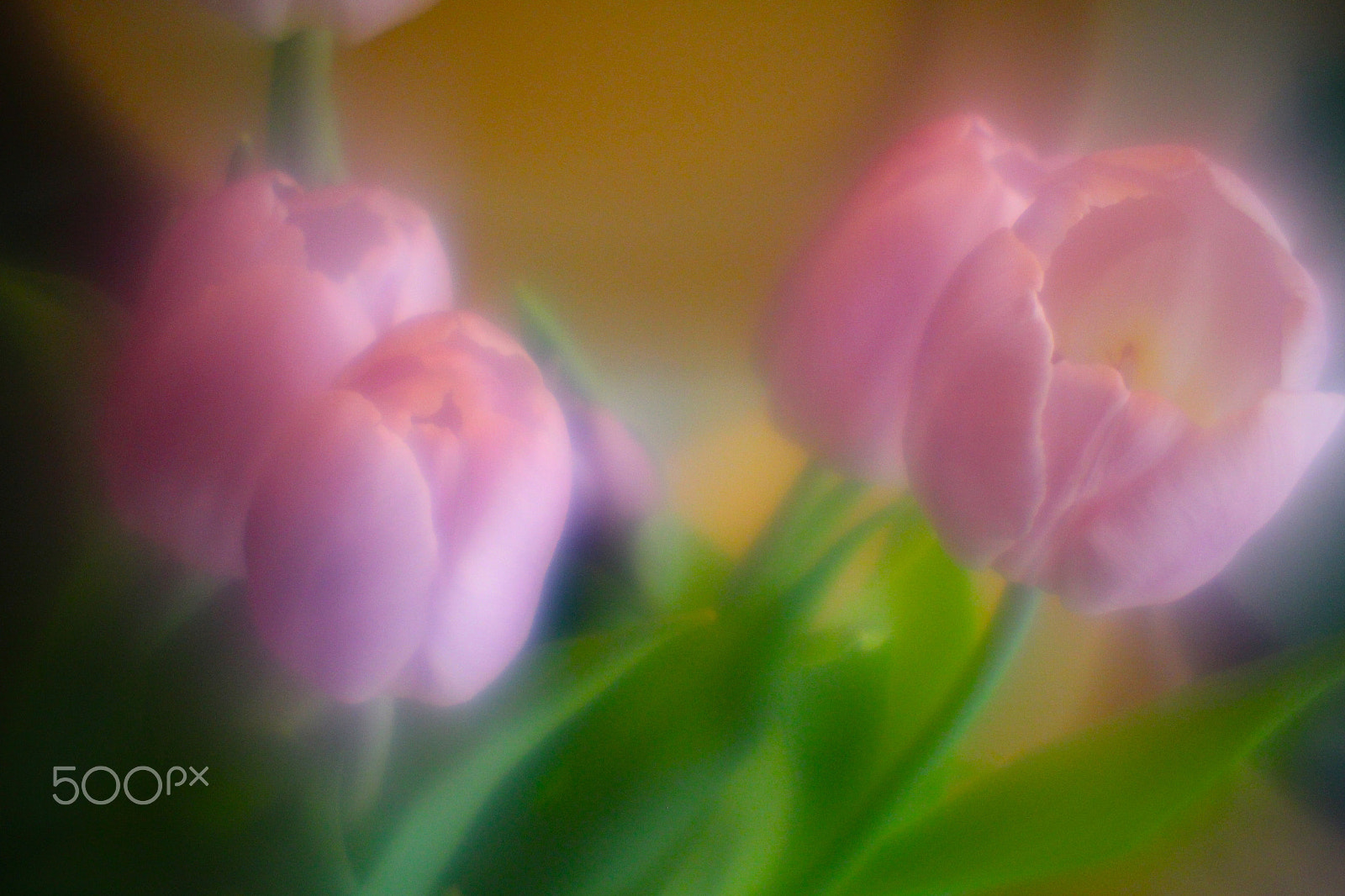 Canon EF-S 55-250mm F4-5.6 IS sample photo. Flowers photography
