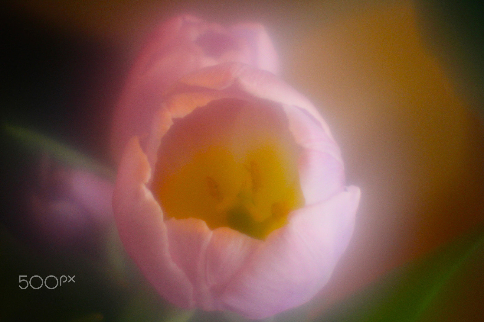 Canon EF-S 55-250mm F4-5.6 IS sample photo. Flowers photography