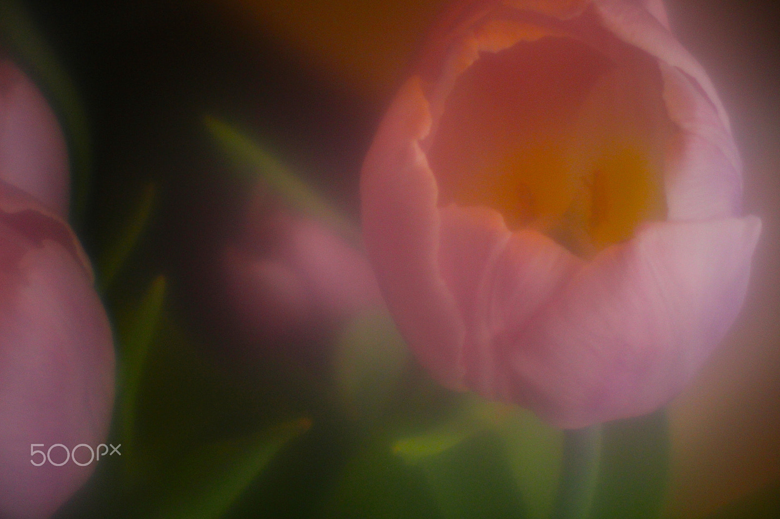 Canon EF-S 55-250mm F4-5.6 IS sample photo. Flowers photography