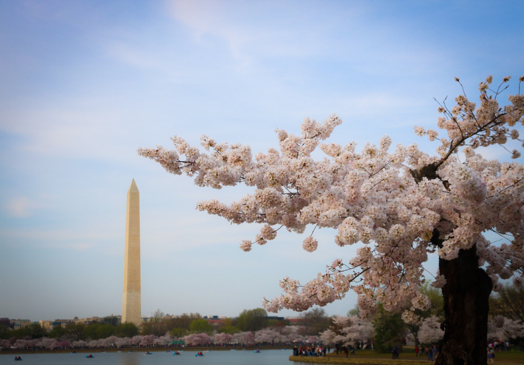 Canon EOS 760D (EOS Rebel T6s / EOS 8000D) sample photo. Cherry blossom washington dc photography