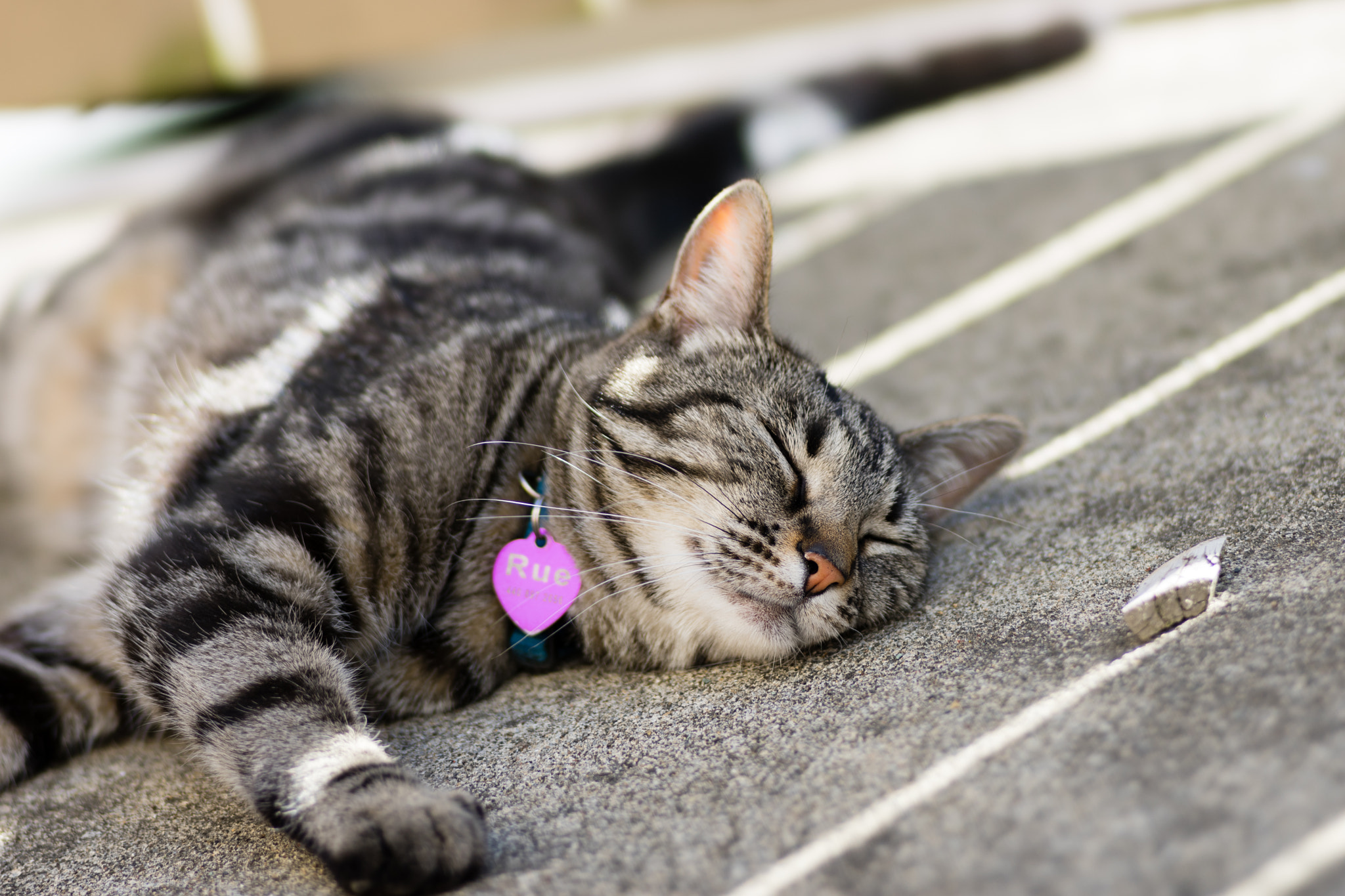Sony 135mm F2.8 [T4.5] STF sample photo. Lazy cat photography