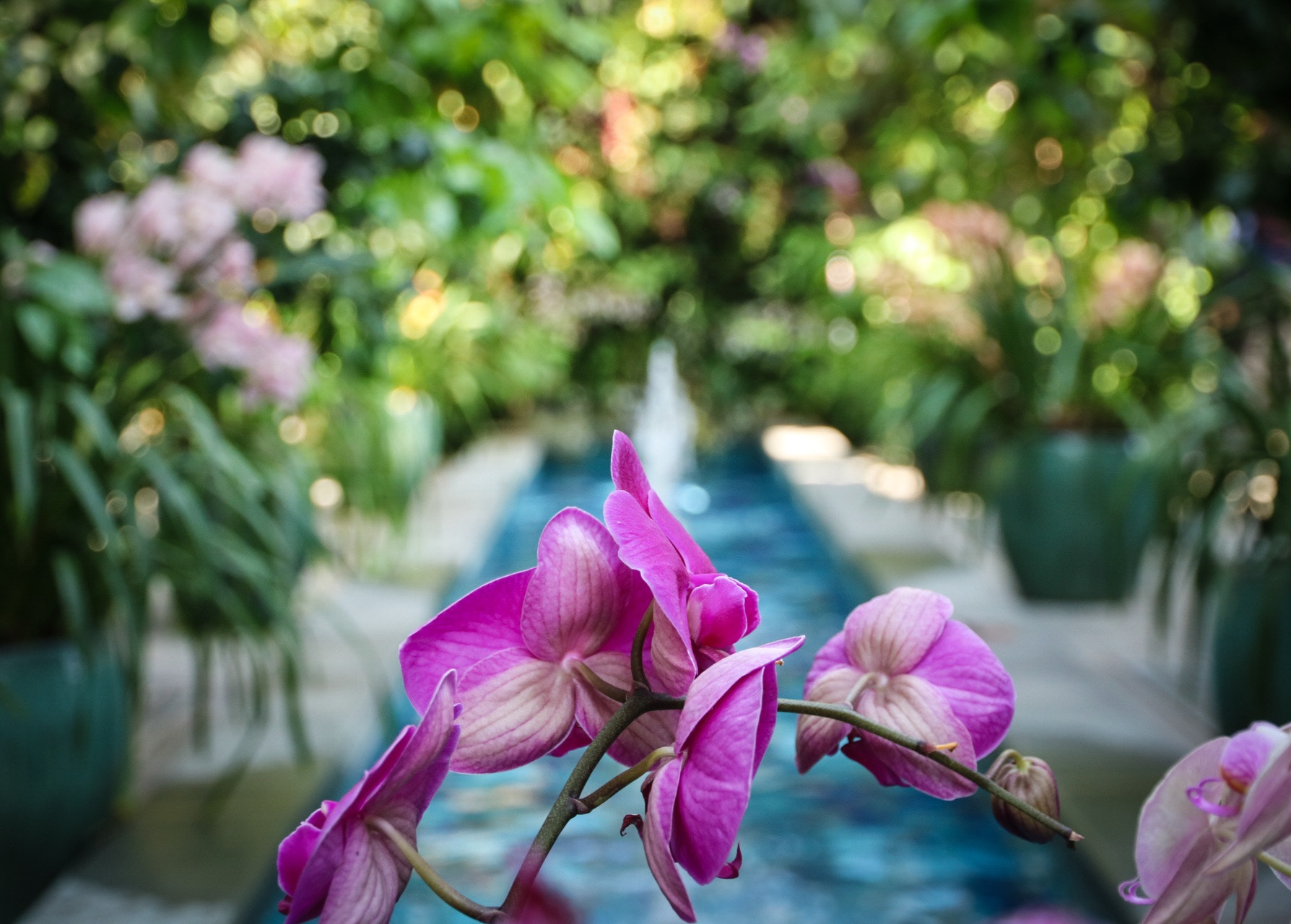 Canon EOS 760D (EOS Rebel T6s / EOS 8000D) sample photo. Garden in dc photography