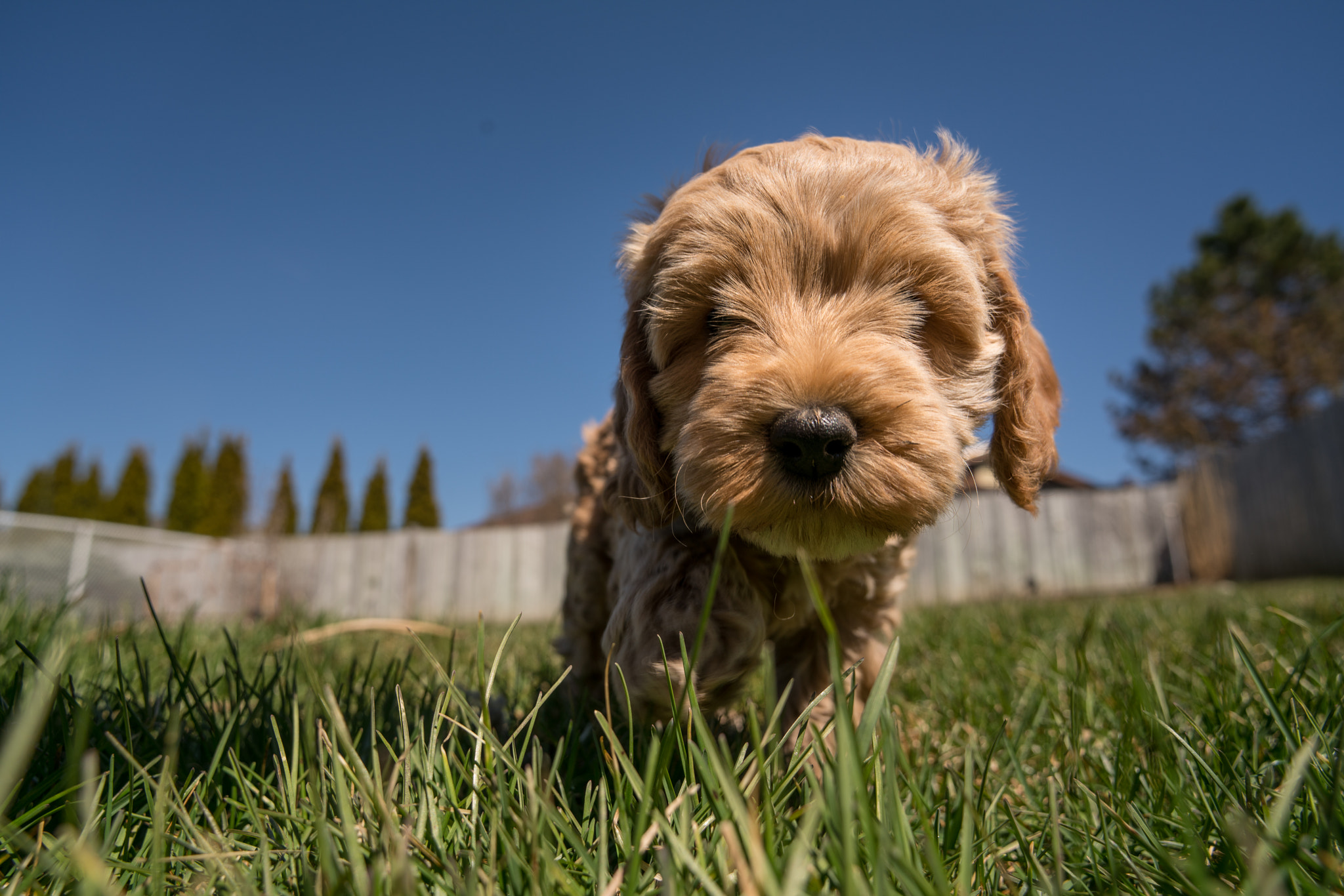 Sony a7R II + Sony 20mm F2.8 sample photo. Puppy power photography