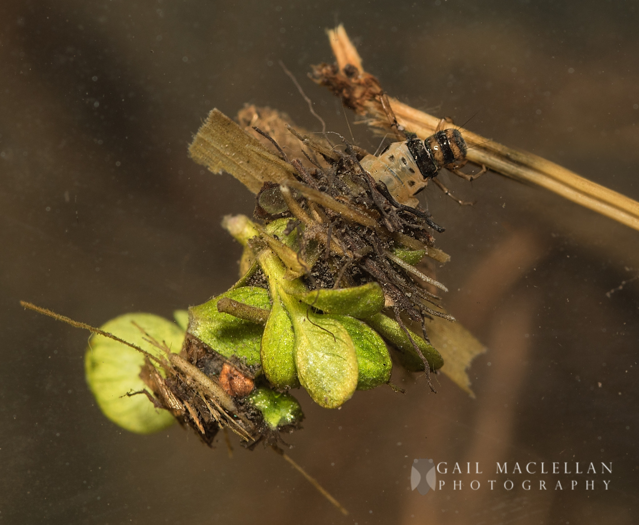 Sigma 105mm F2.8 EX DG Macro sample photo. Caddisfly photography