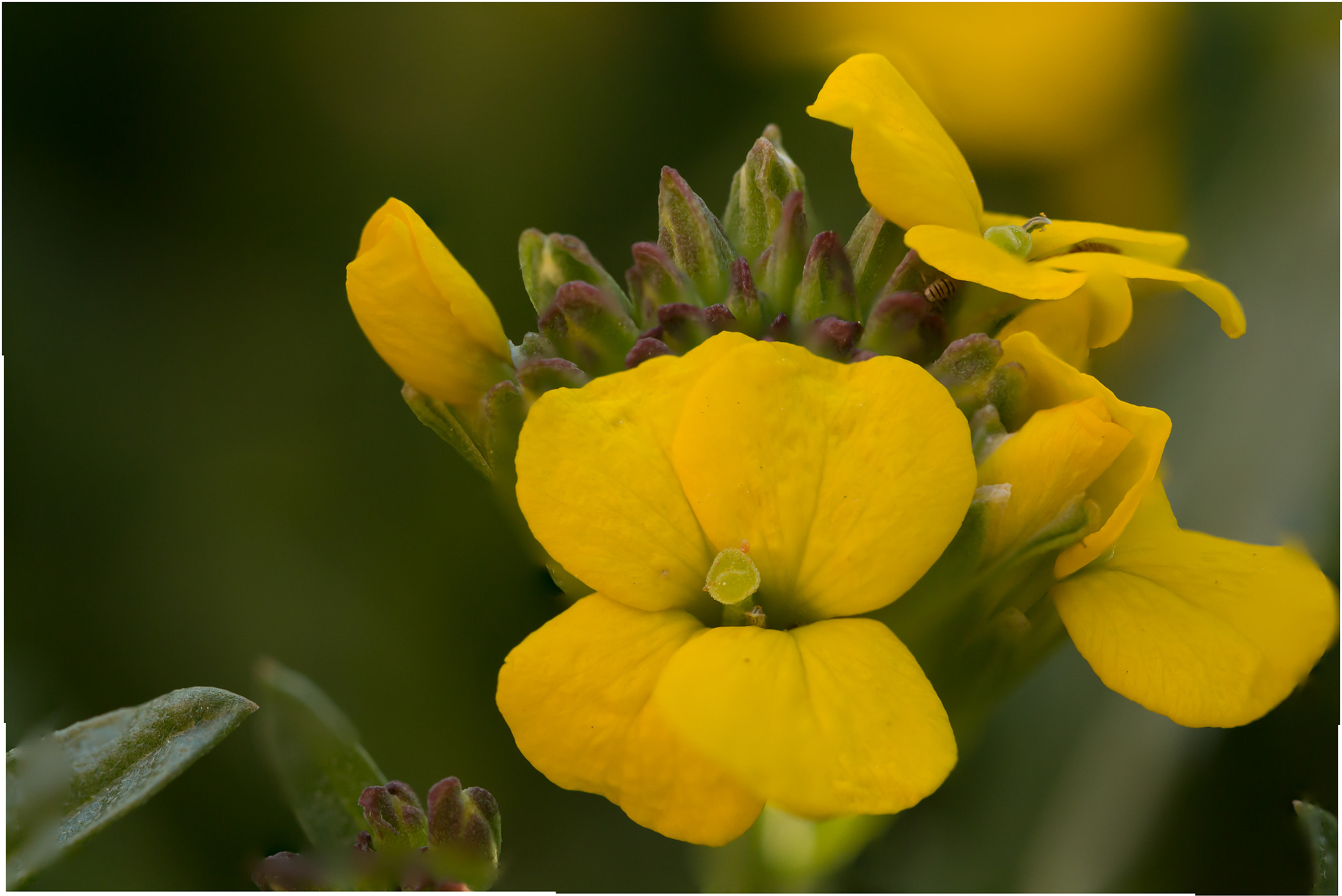 Canon EF 100mm F2.8L Macro IS USM sample photo. Wall flower photography