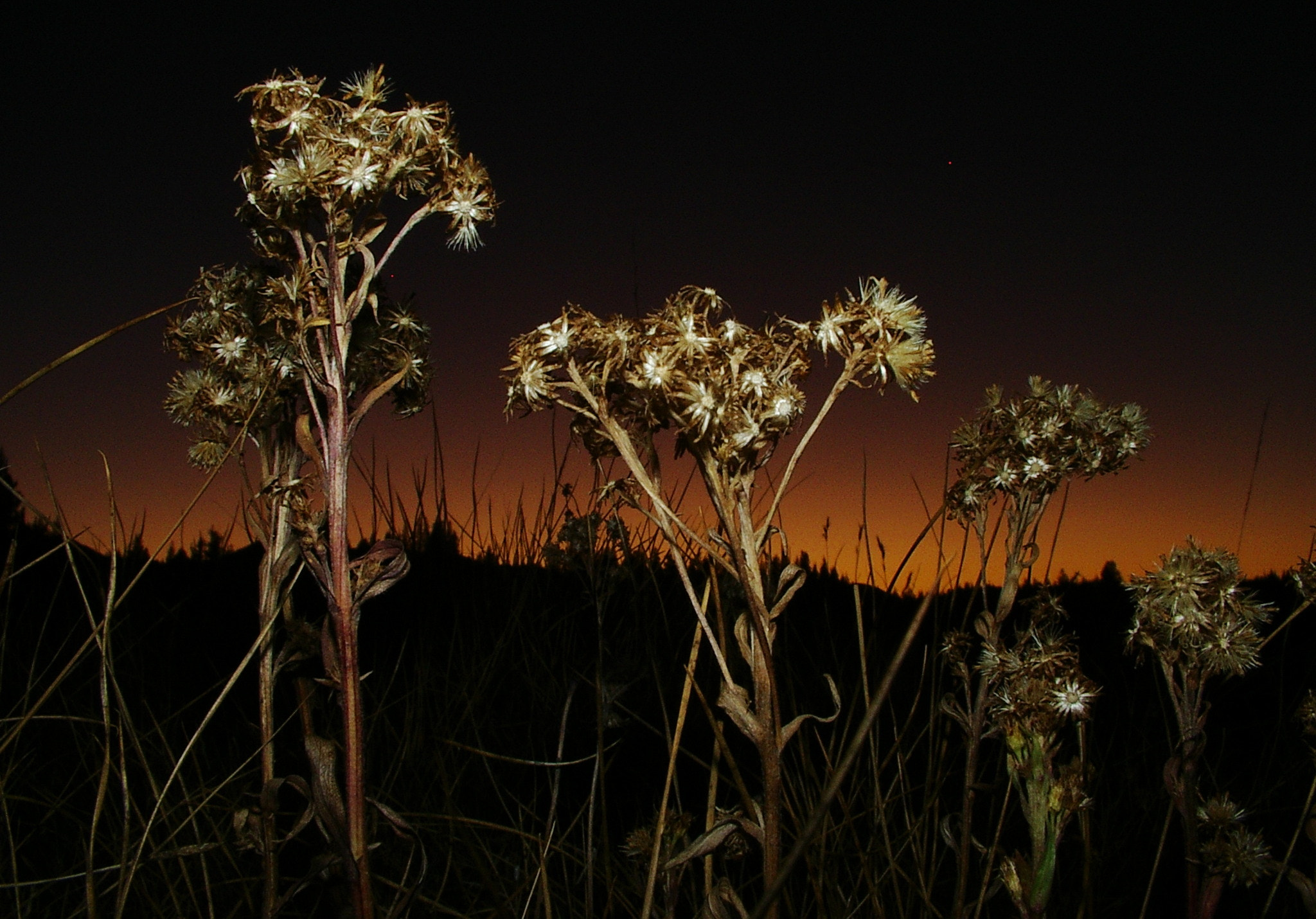 Pentax OPTIO MX sample photo. Black and orange photography