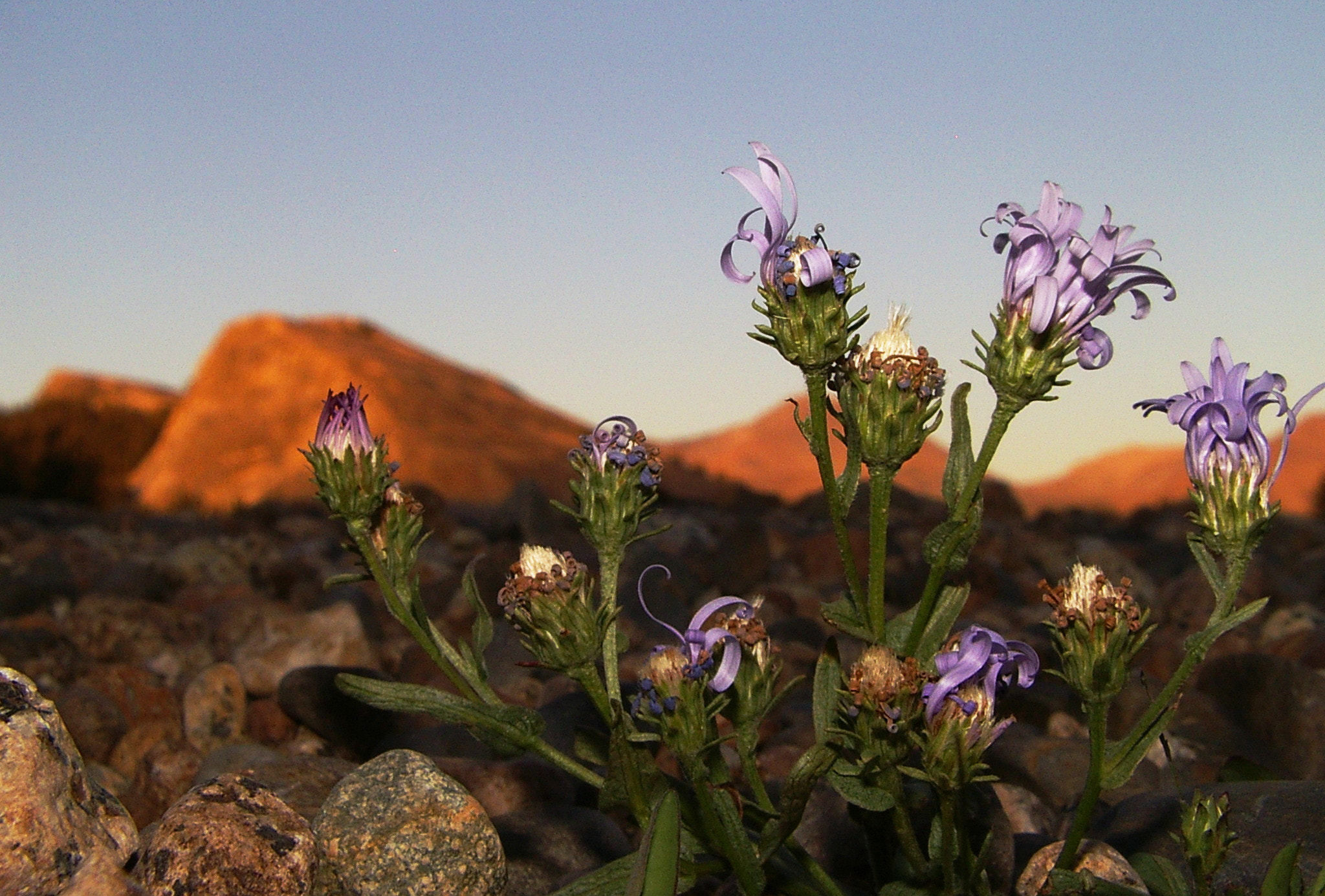Pentax OPTIO MX sample photo. Thistle at dawn photography