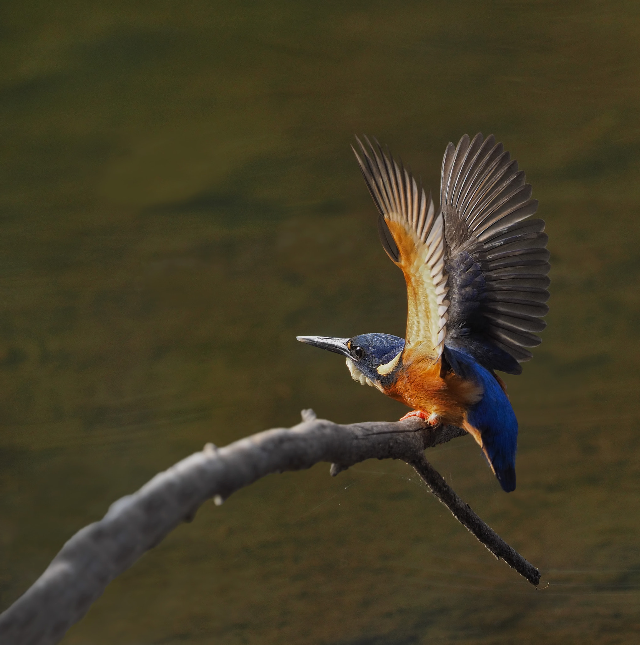 Olympus OM-D E-M1 + M.300mm F4.0 + MC-14 sample photo. Kingfisher behavioural display photography