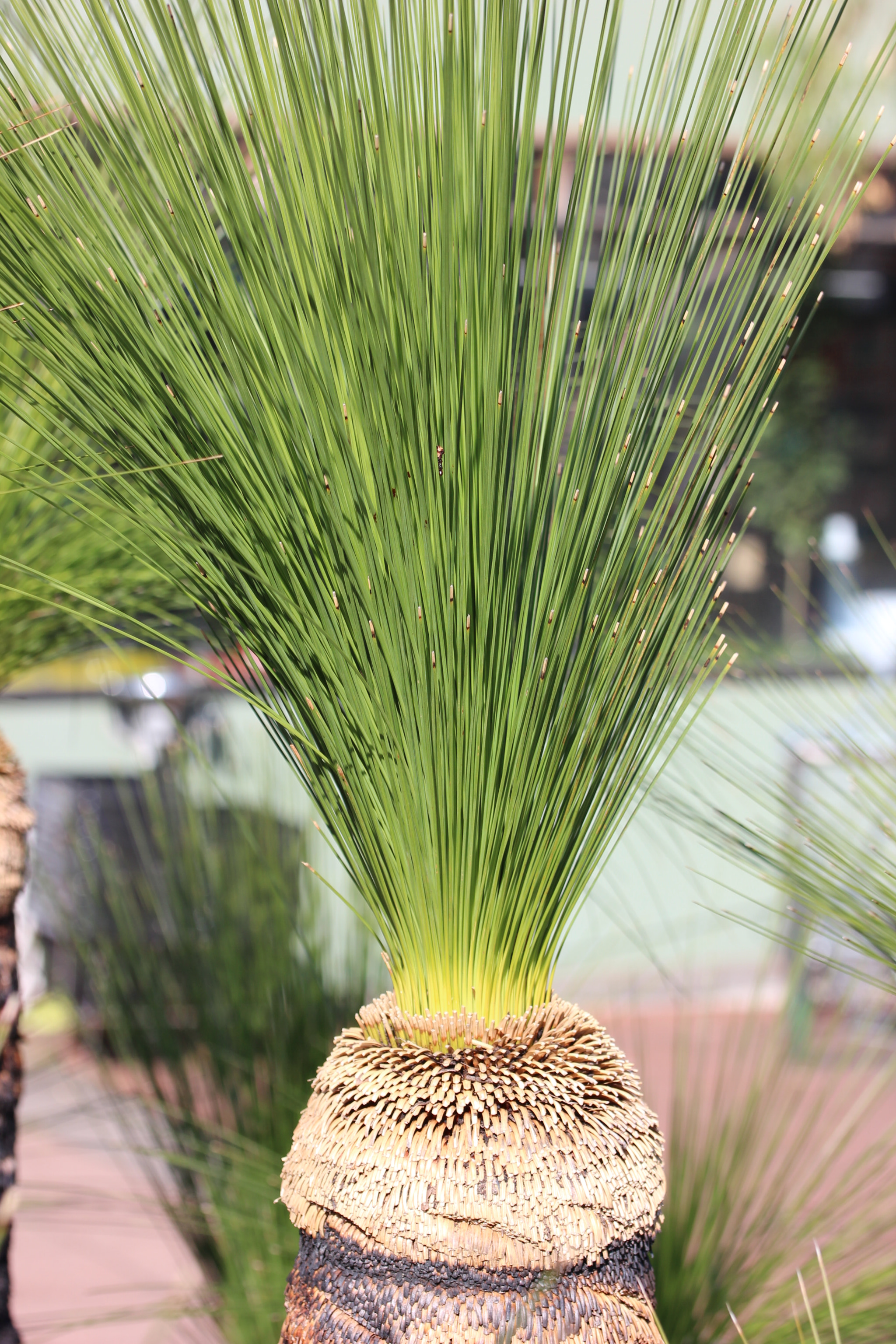 Canon EF-S 60mm F2.8 Macro USM sample photo