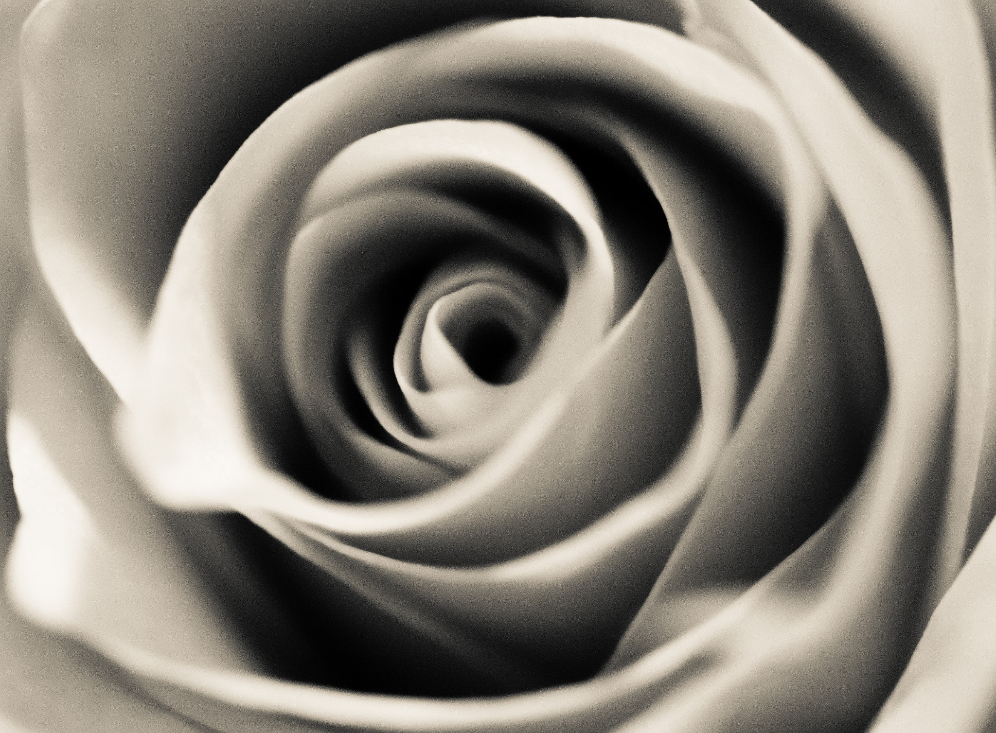 Nikon AF-S Micro-Nikkor 105mm F2.8G IF-ED VR sample photo. Abstract rose photography