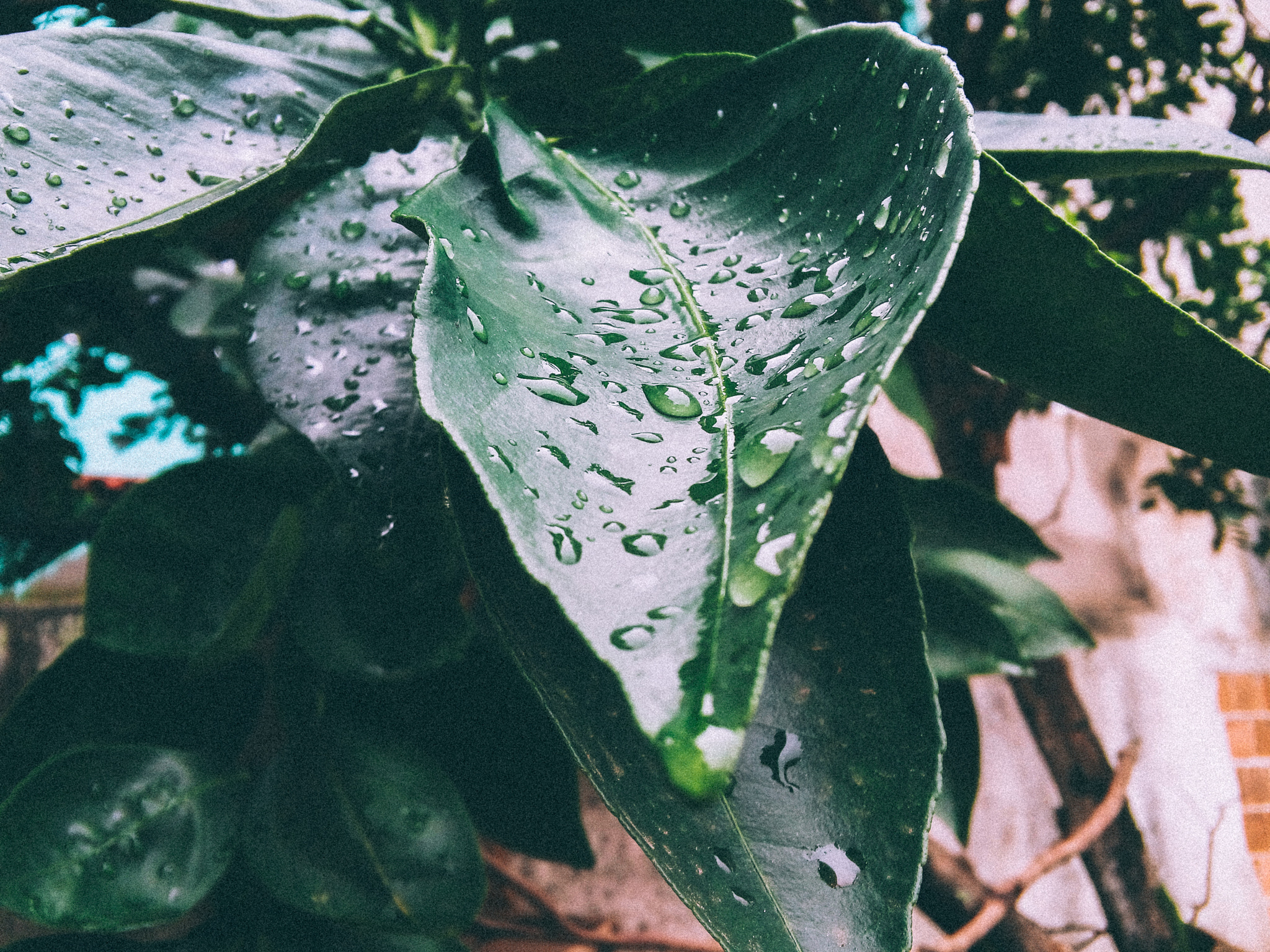 LG L Bello sample photo. Water drops photography
