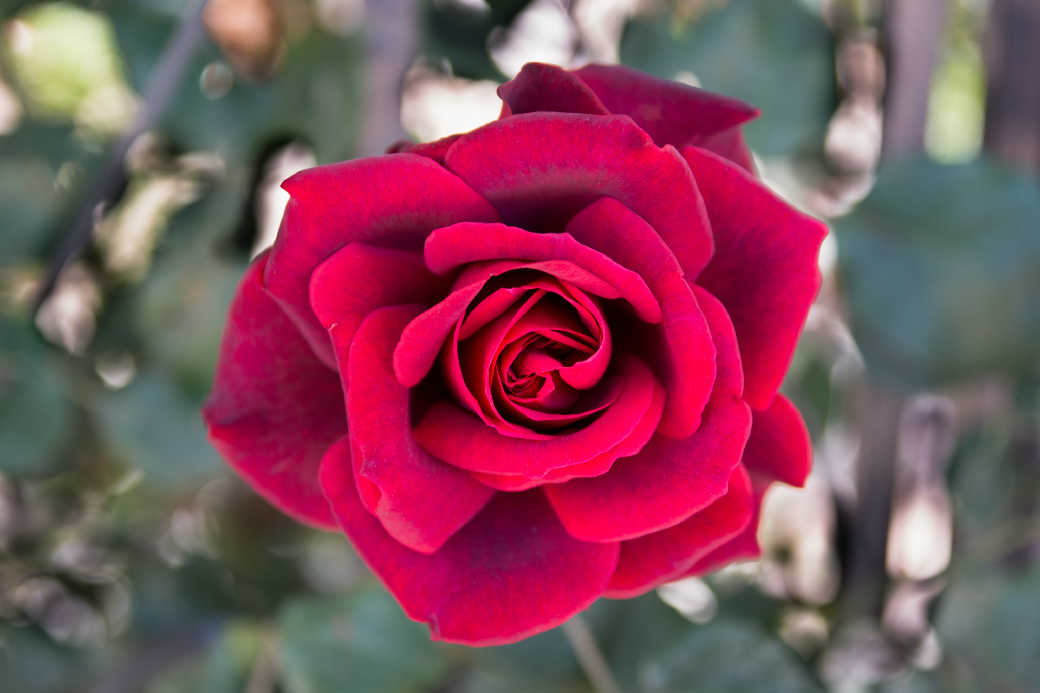Sigma 17-70mm F2.8-4 DC Macro OS HSM sample photo. Crimson photography