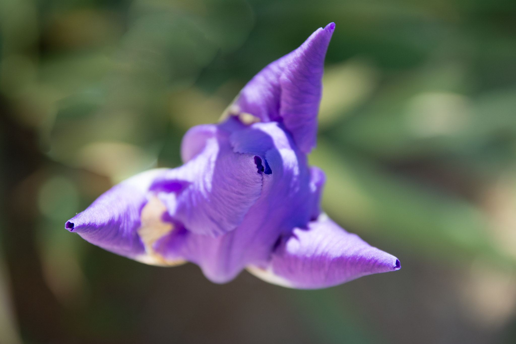Sigma 17-70mm F2.8-4 DC Macro OS HSM sample photo. Lilac 2 photography