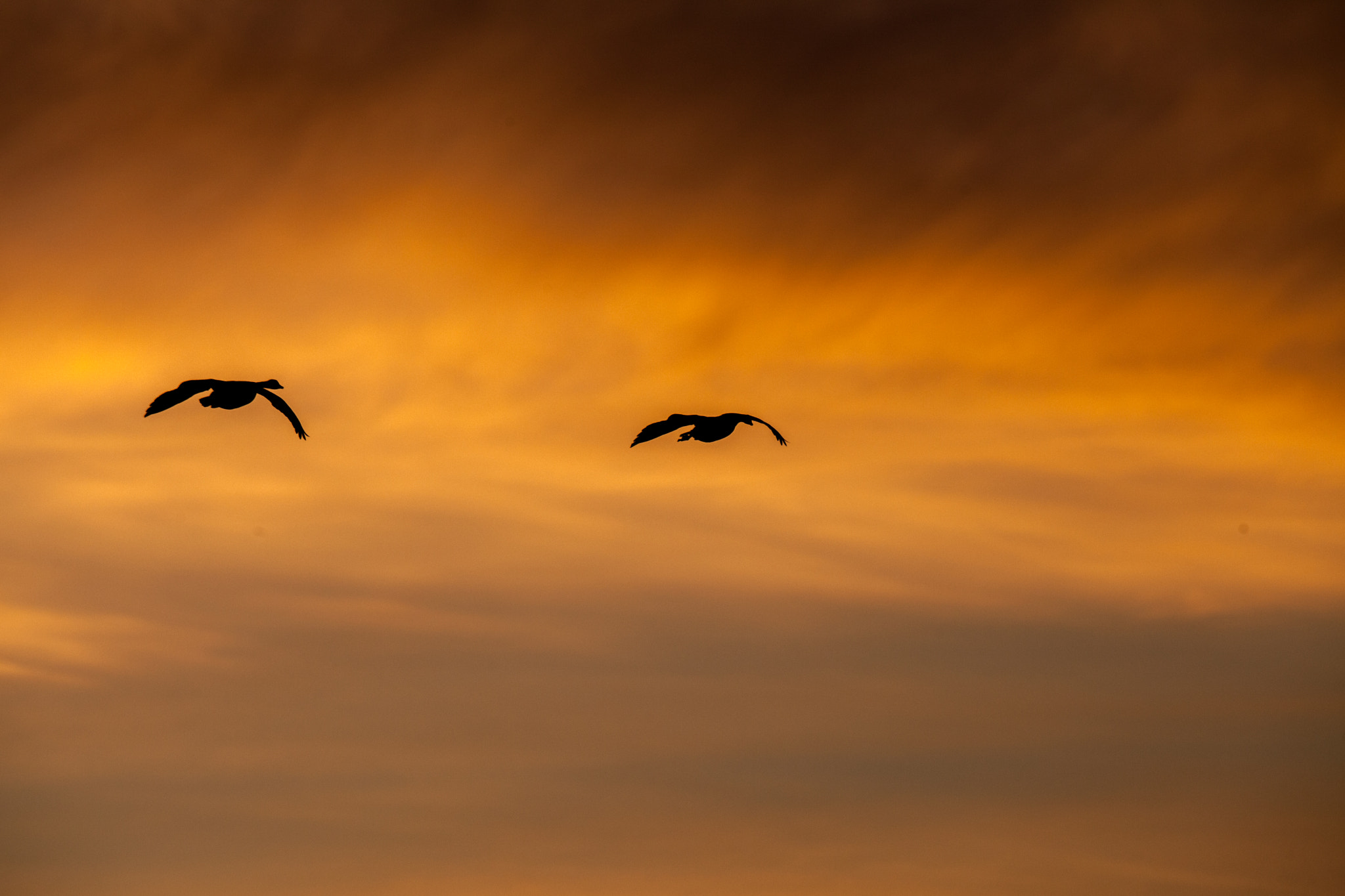 Canon EF 300mm F2.8L IS II USM sample photo. Nature photography