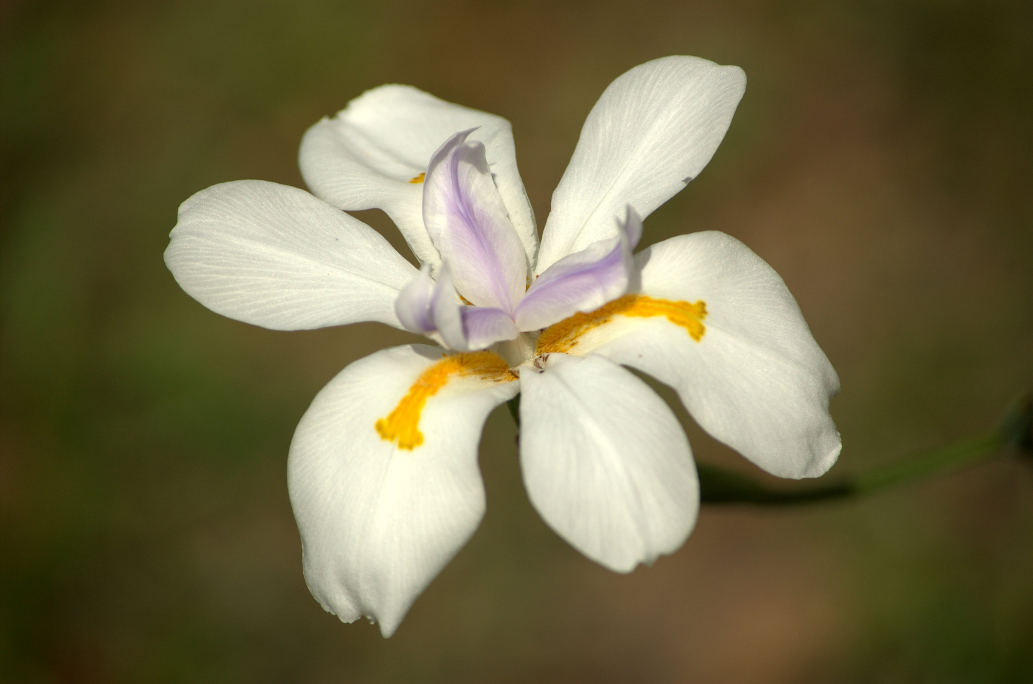 Nikon D40 sample photo. Spring flower photography