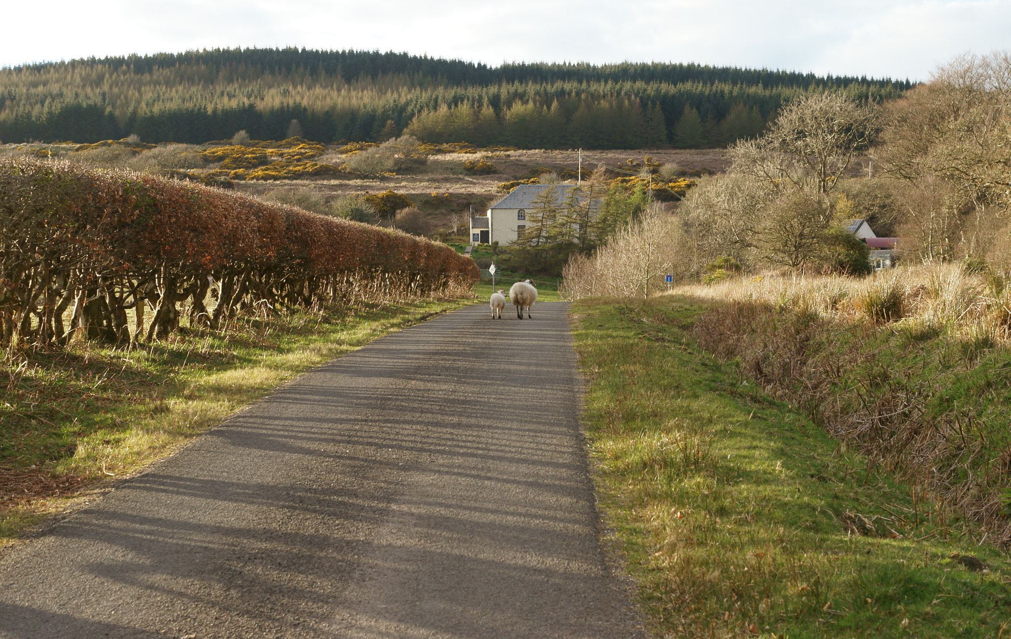 Sony SLT-A57 + Sony DT 35mm F1.8 SAM sample photo. Sheep & lamb walking away photography