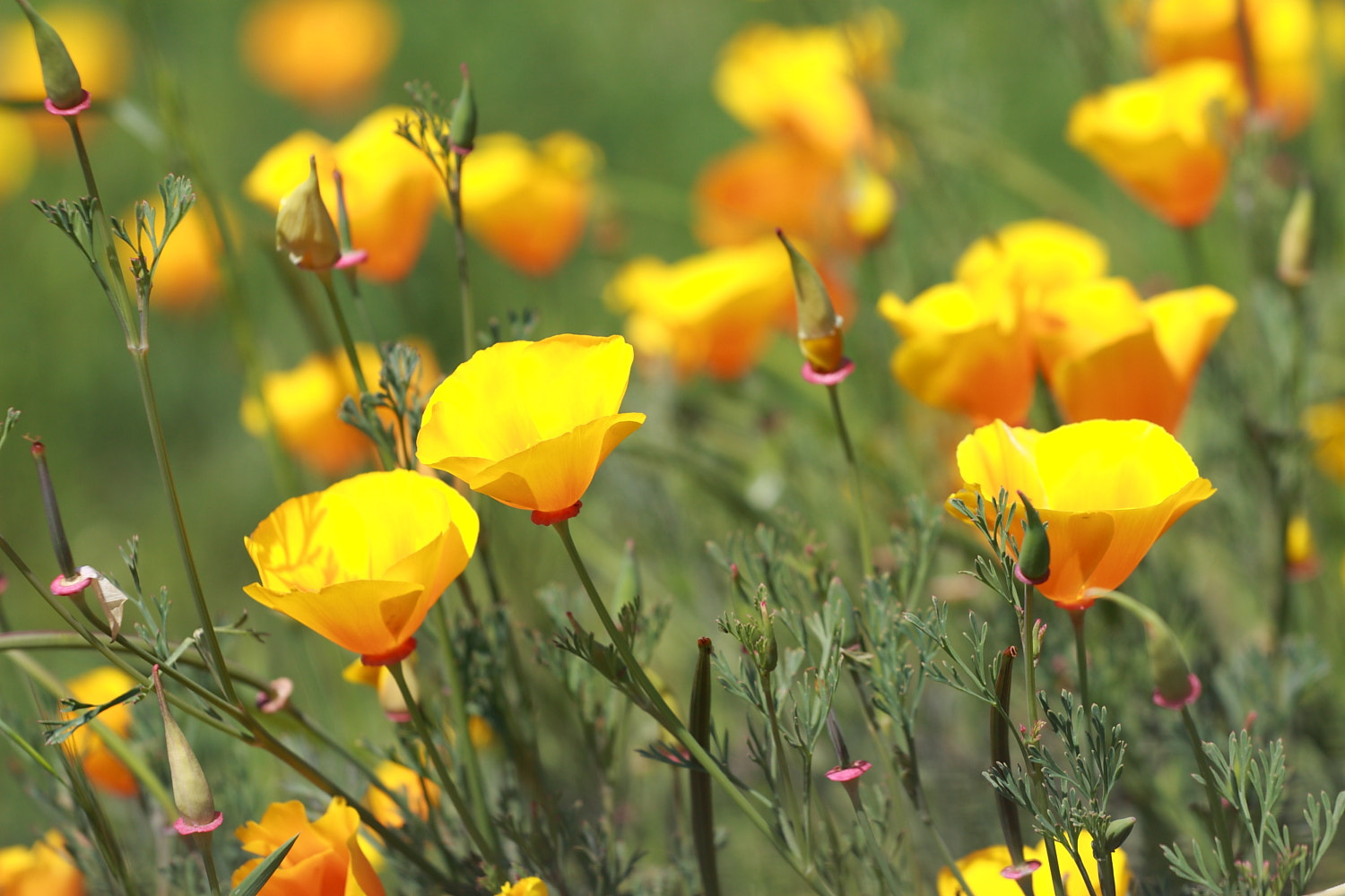 Canon EOS 30D + Canon EF 70-200mm F4L USM sample photo. Dedales de oro photography